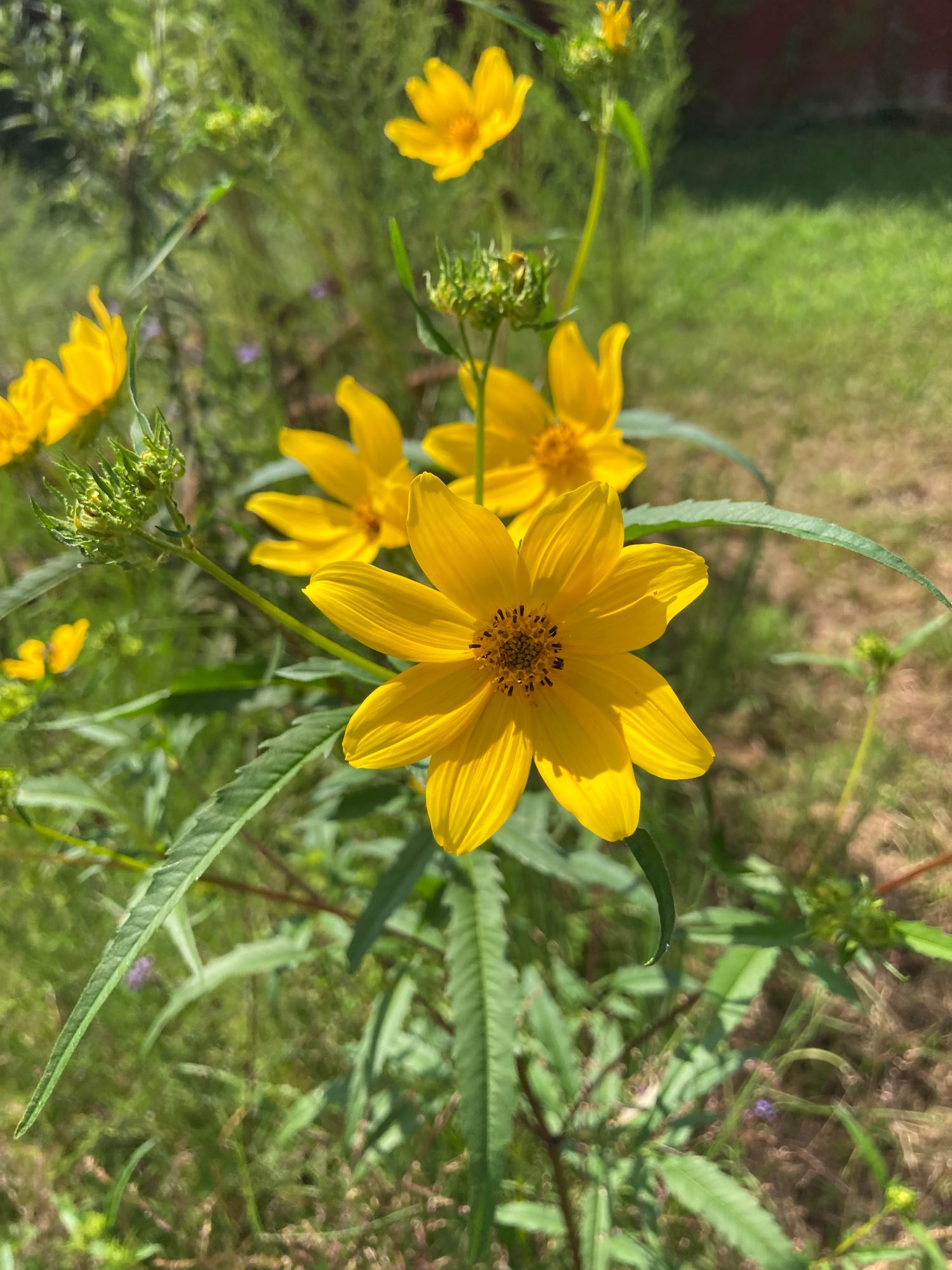 BIDENS aristosa