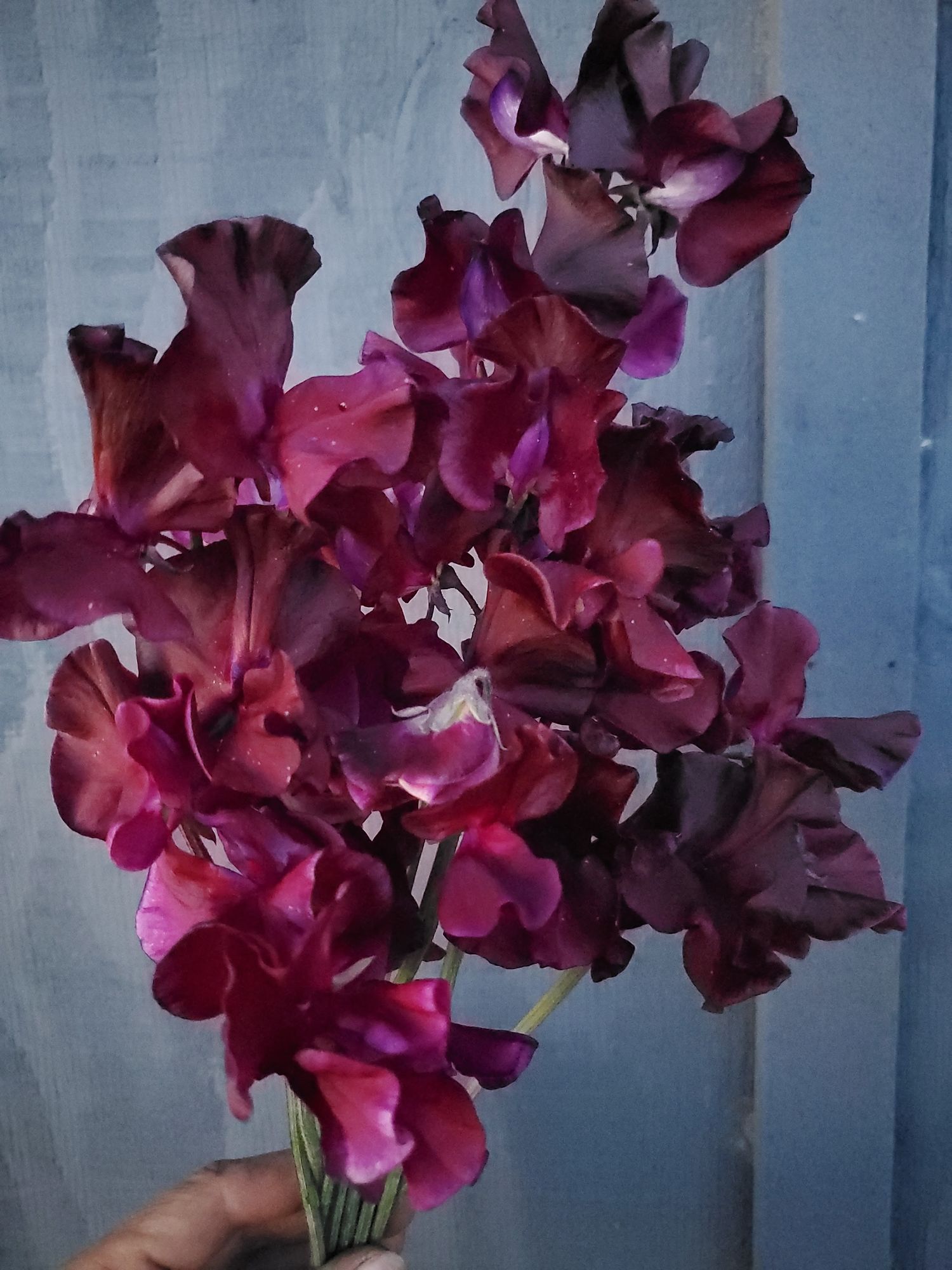 LATHYRUS odoratus Windsor