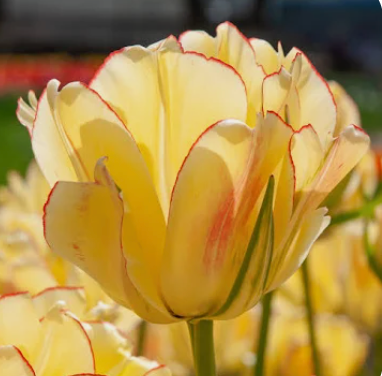 TULIPA Akebono