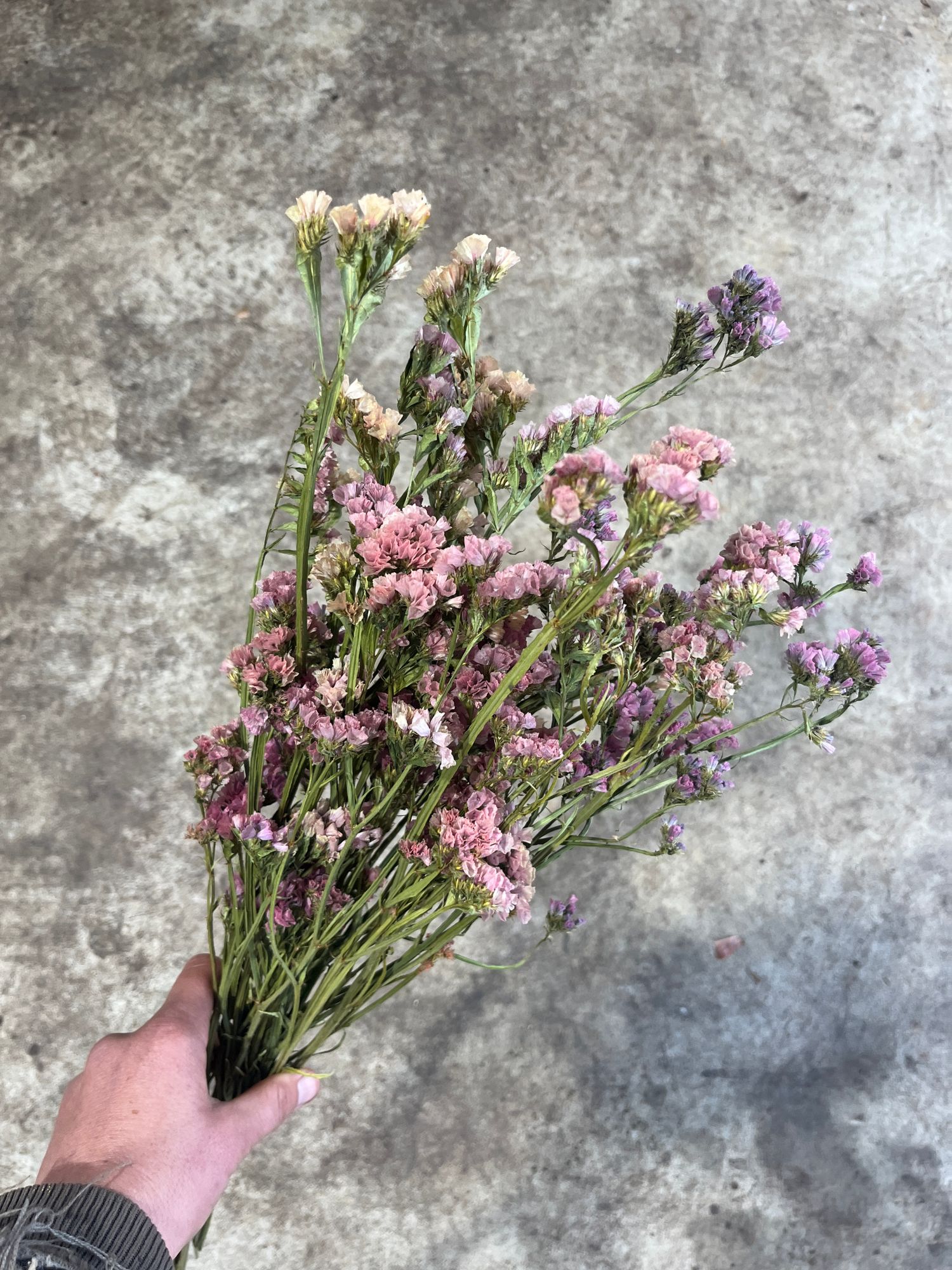 LIMONIUM sinuatum