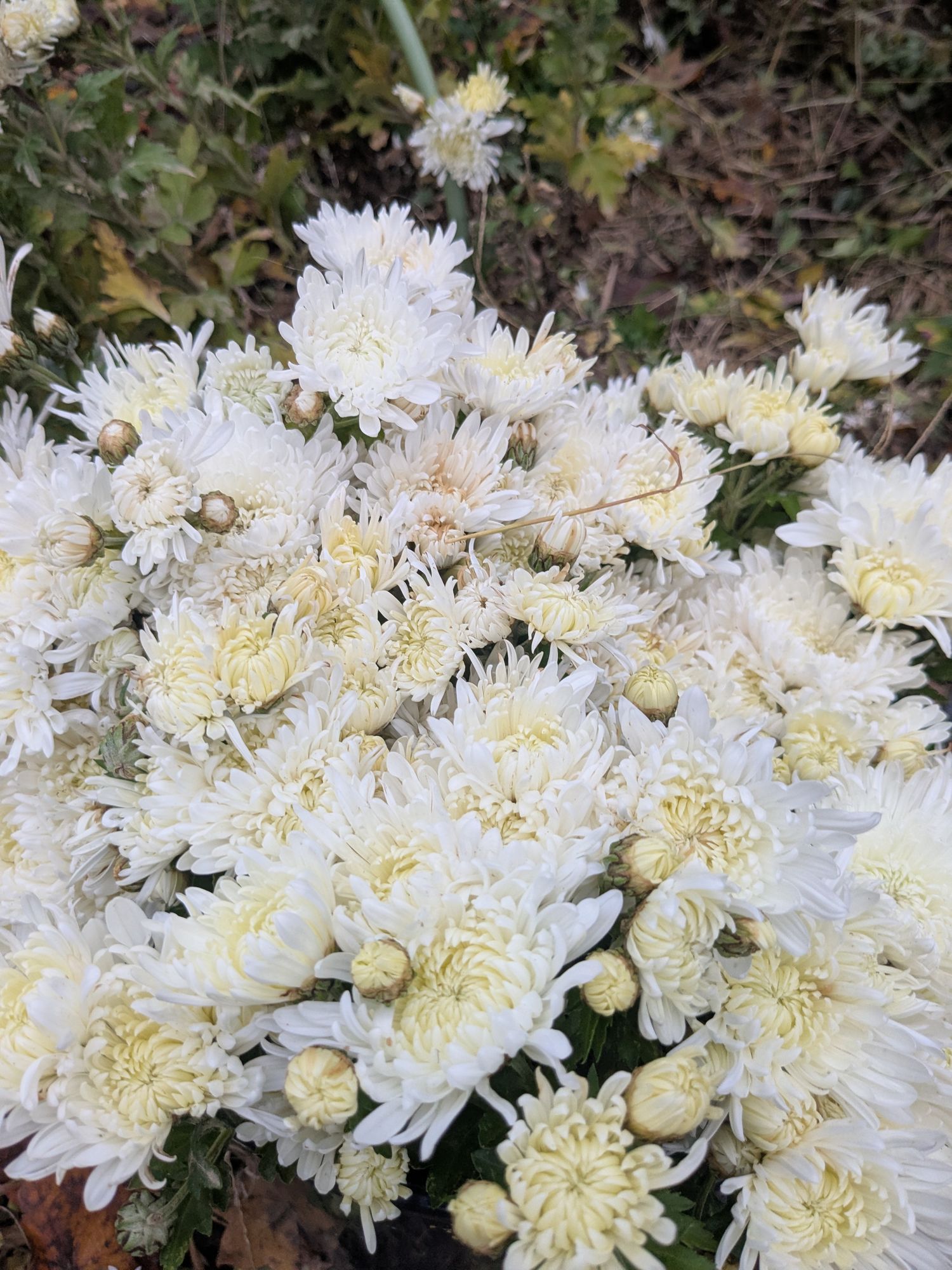 CHRYSANTHEMUM
