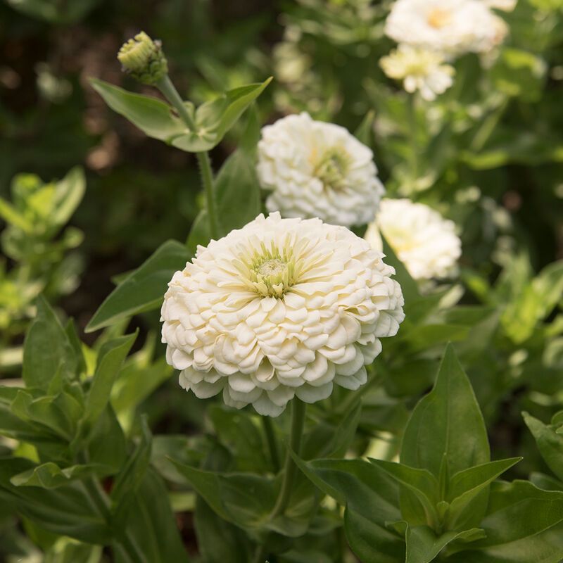ZINNIA elegans Benarys Giant White