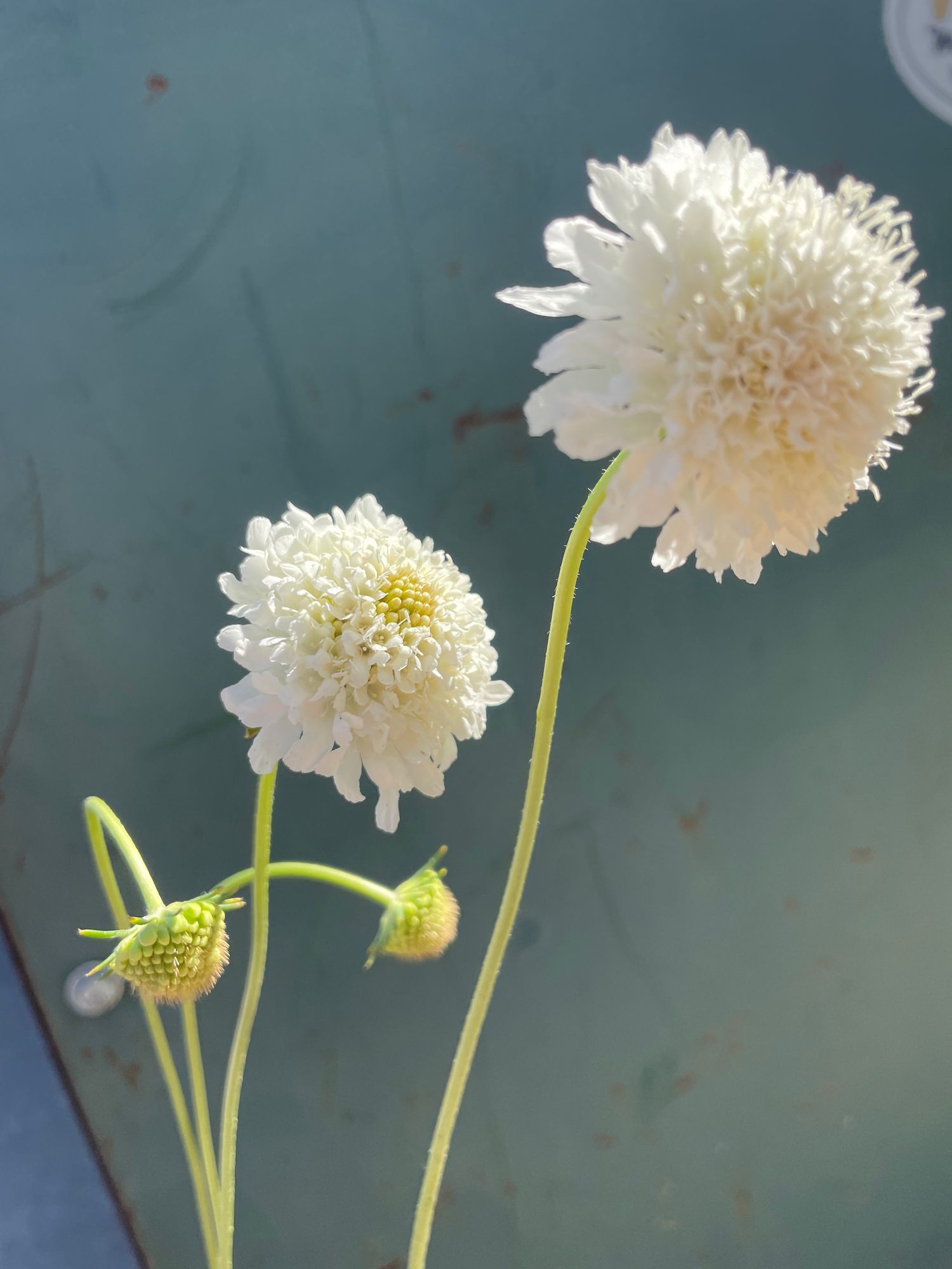 SCABIOSA atropurpurea Snowmaiden