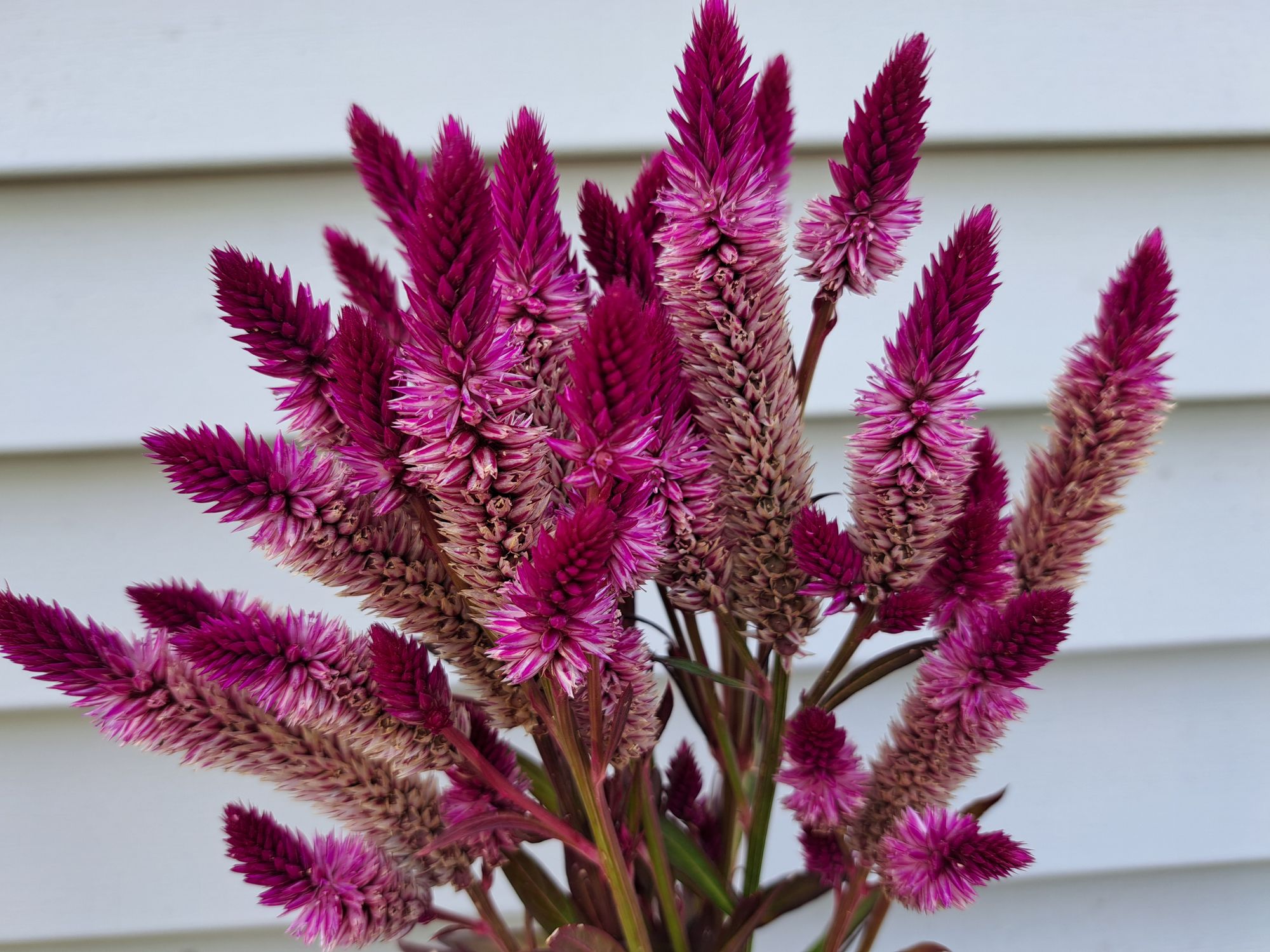 CELOSIA argentea spicata Ruby Parfait