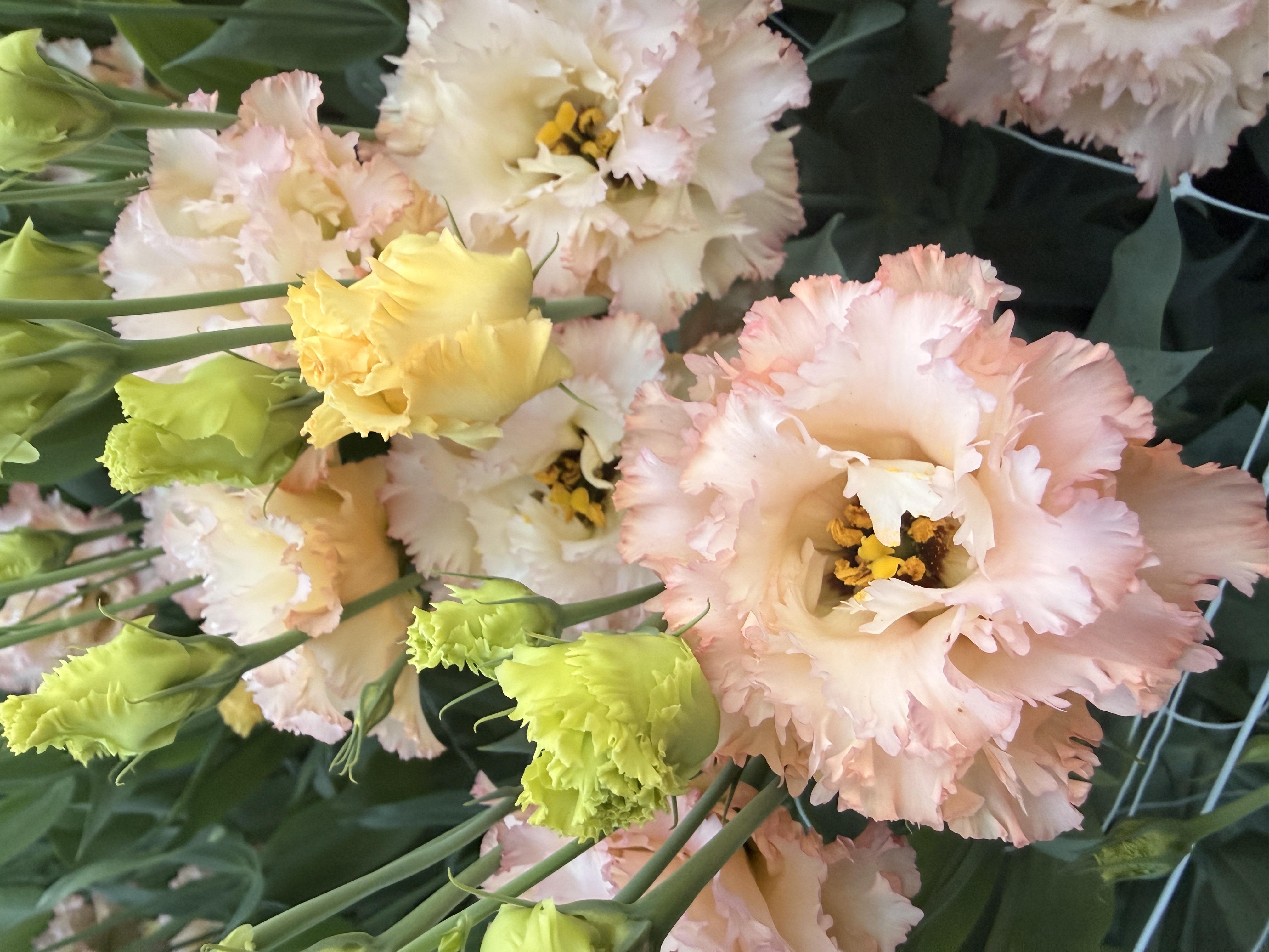 EUSTOMA grandiflorum Celeb Feathered Peach