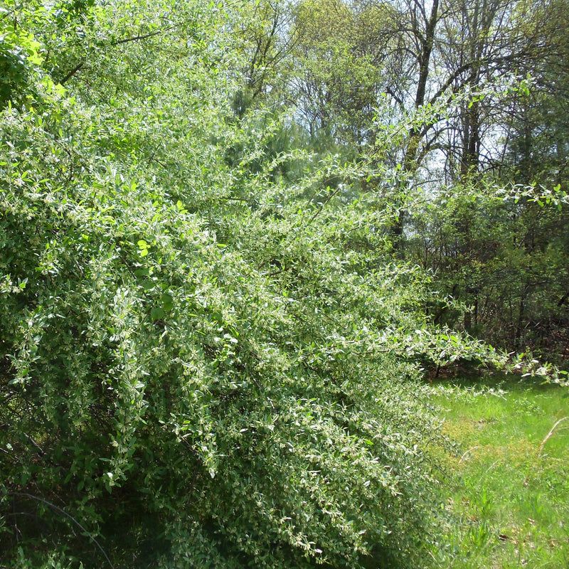 ELAEAGNUS umbellata