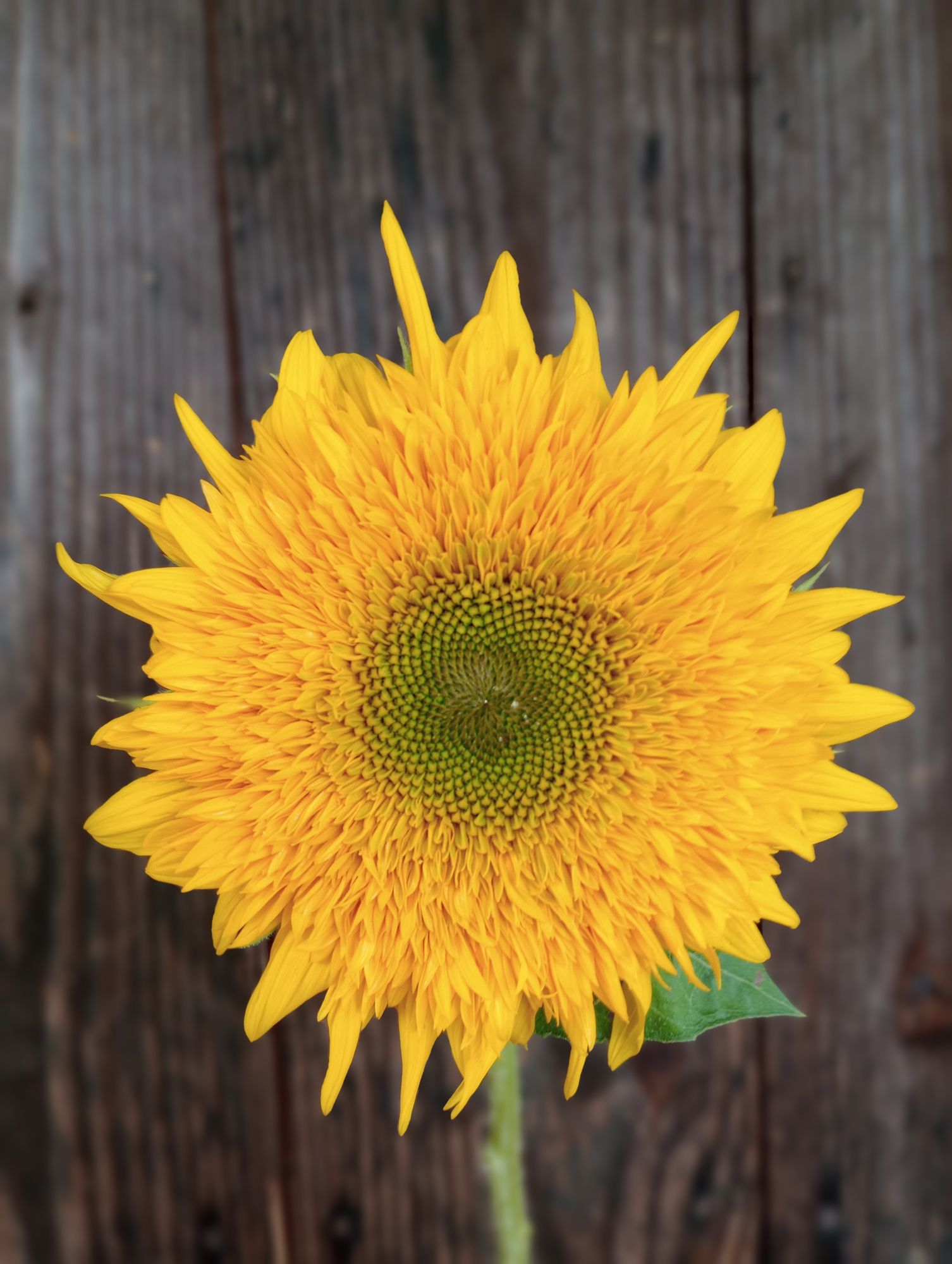 HELIANTHUS annuus Solano