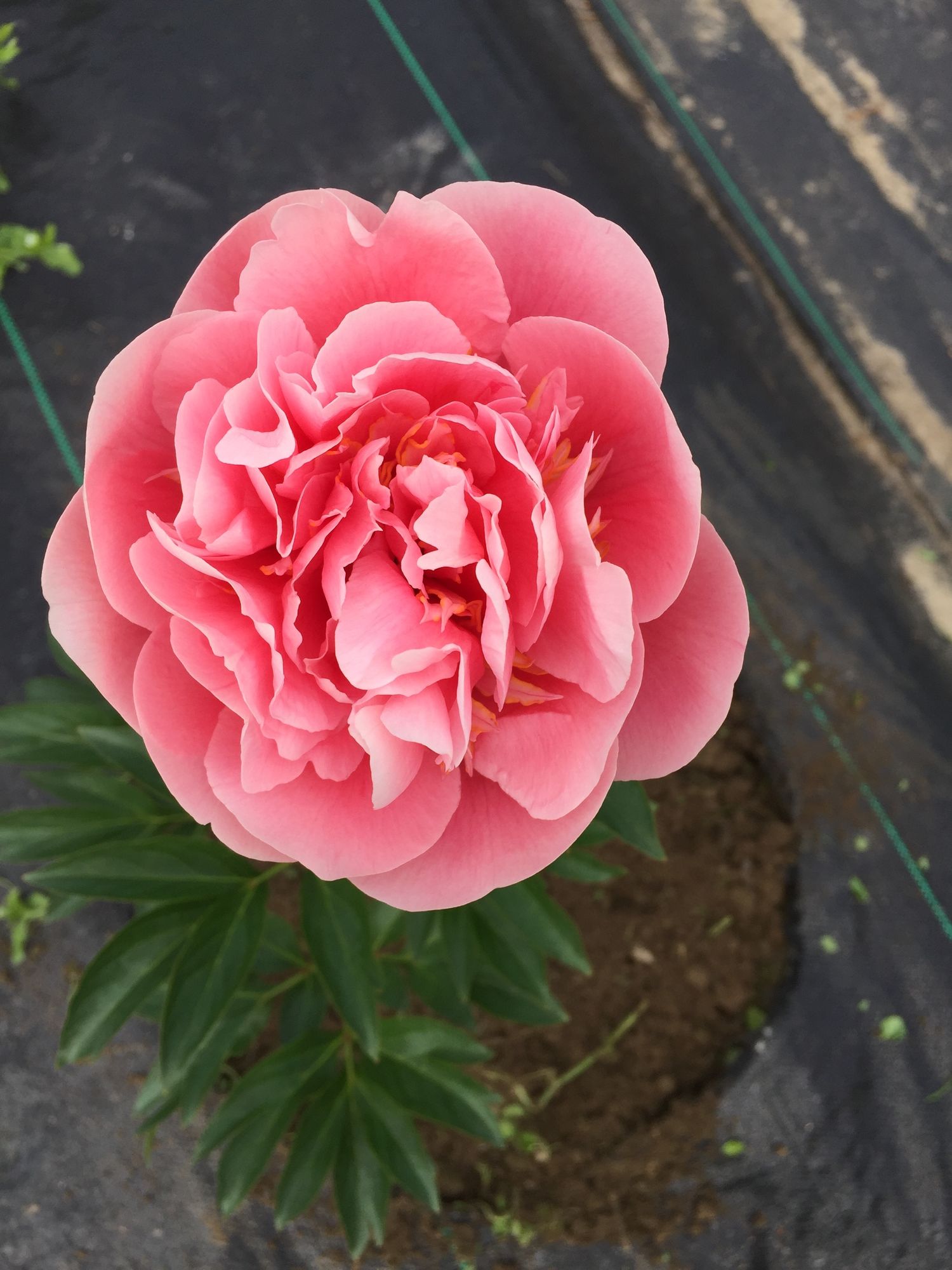 PAEONIA lactiflora Etched Salmon