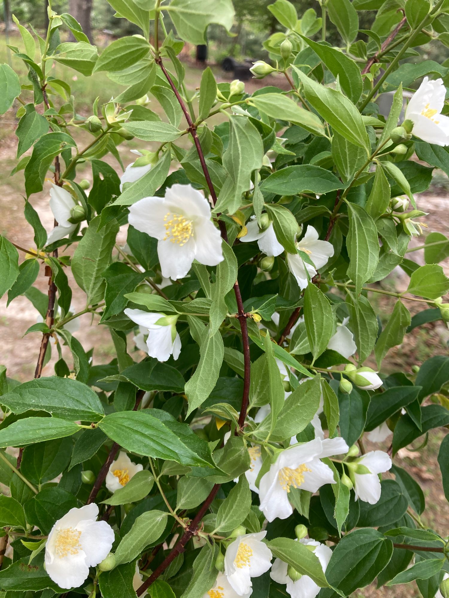 PHILADELPHUS