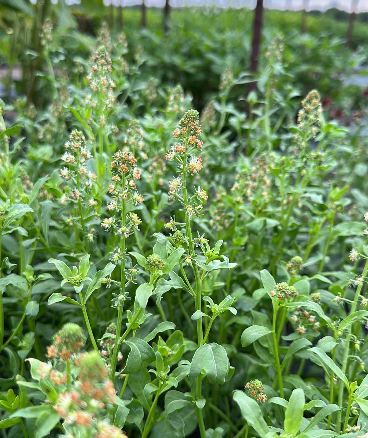 RESEDA odorata