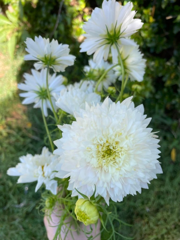 COSMOS bipinnatus Double Click Snow Puff