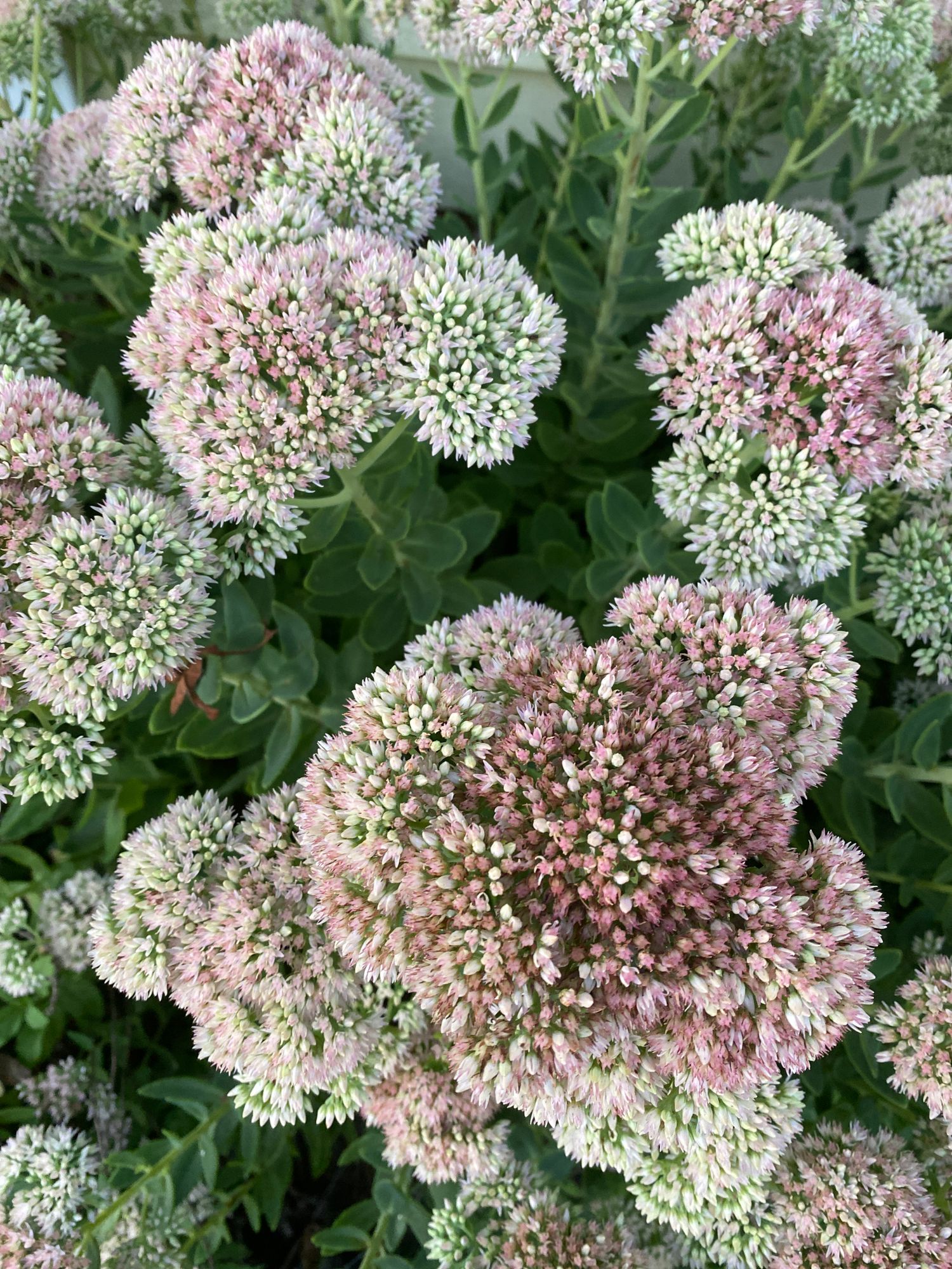 SEDUM montanum