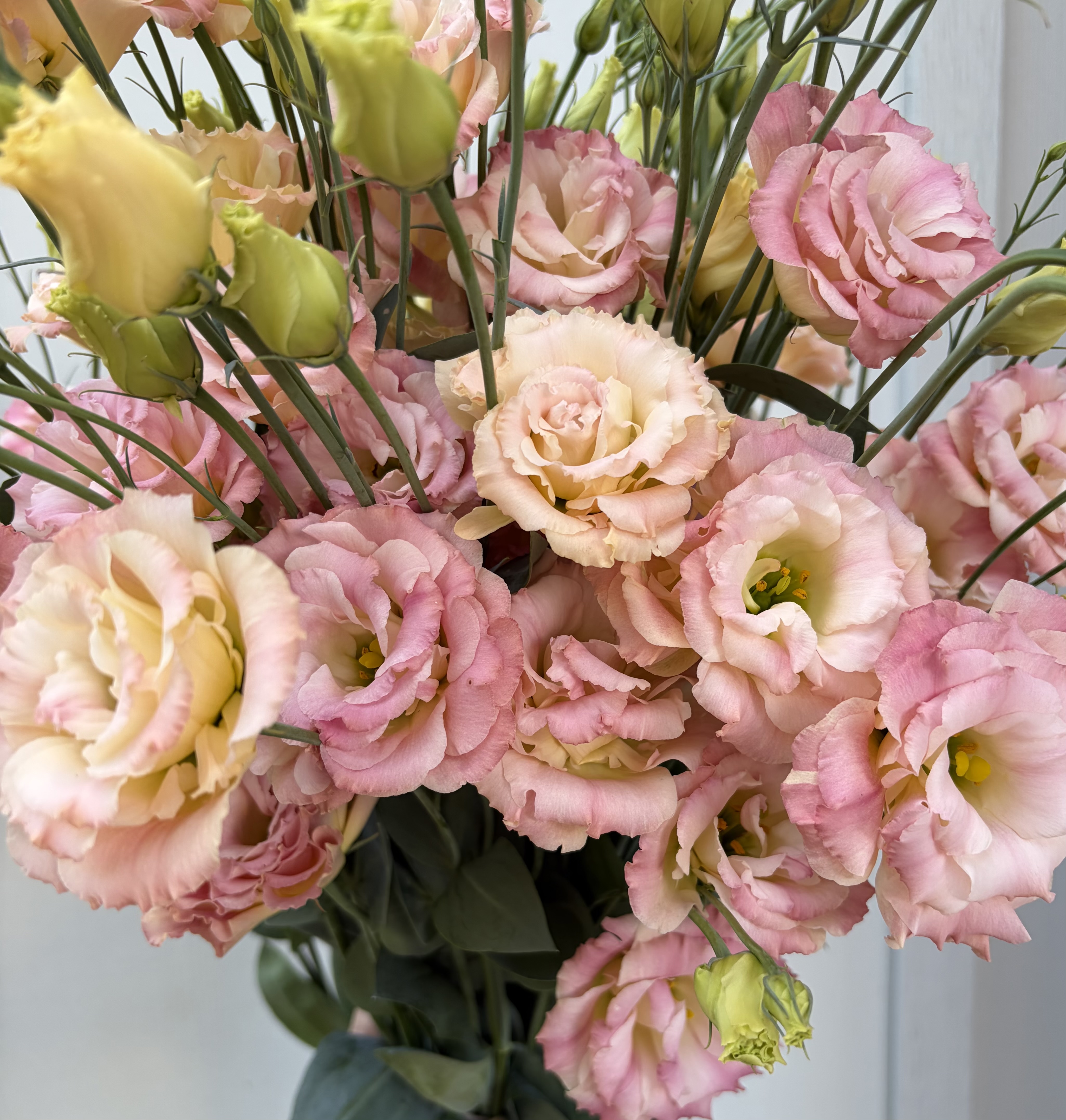 EUSTOMA grandiflorum Elegance 3 Champagne