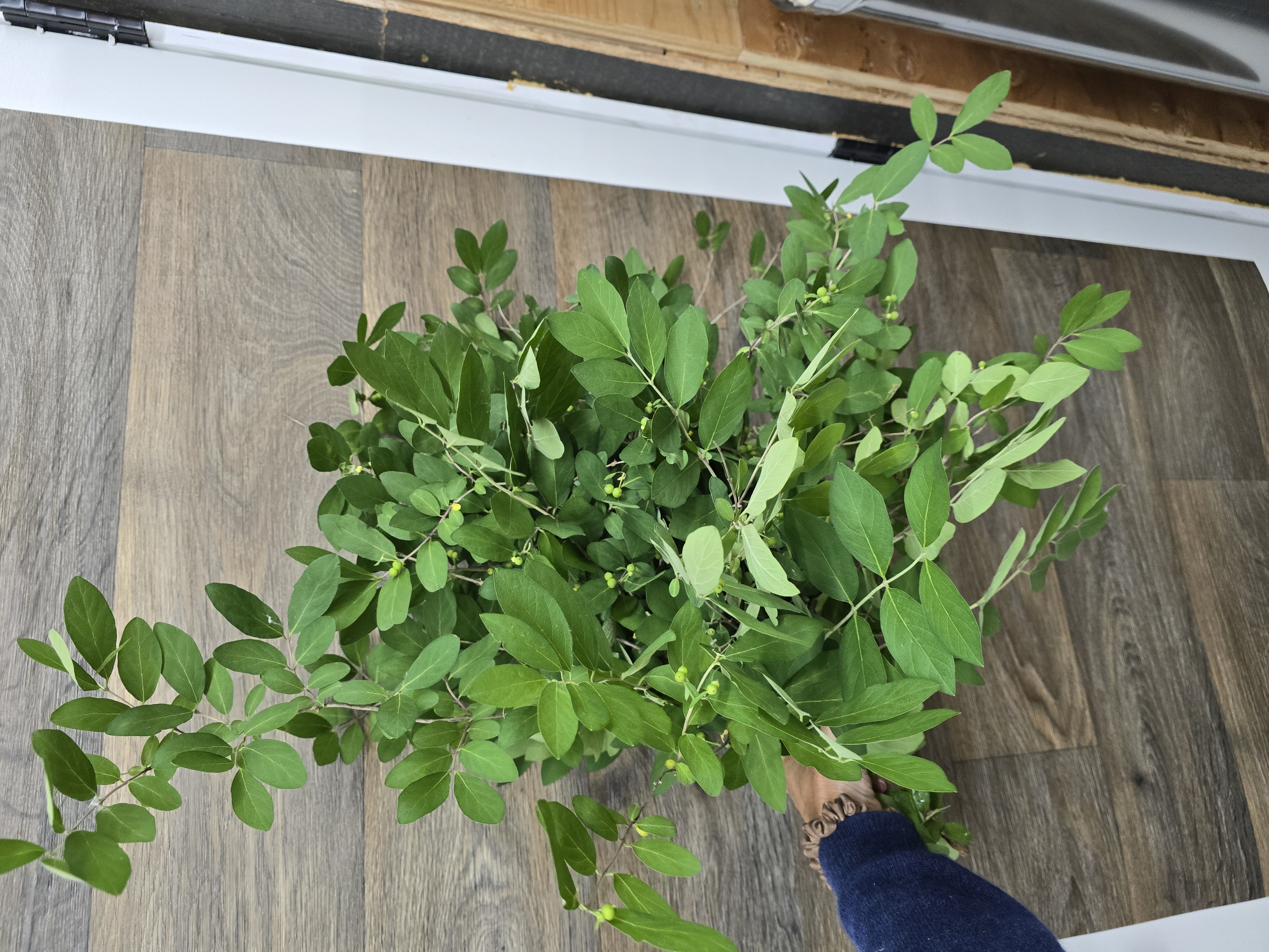 LONICERA sp