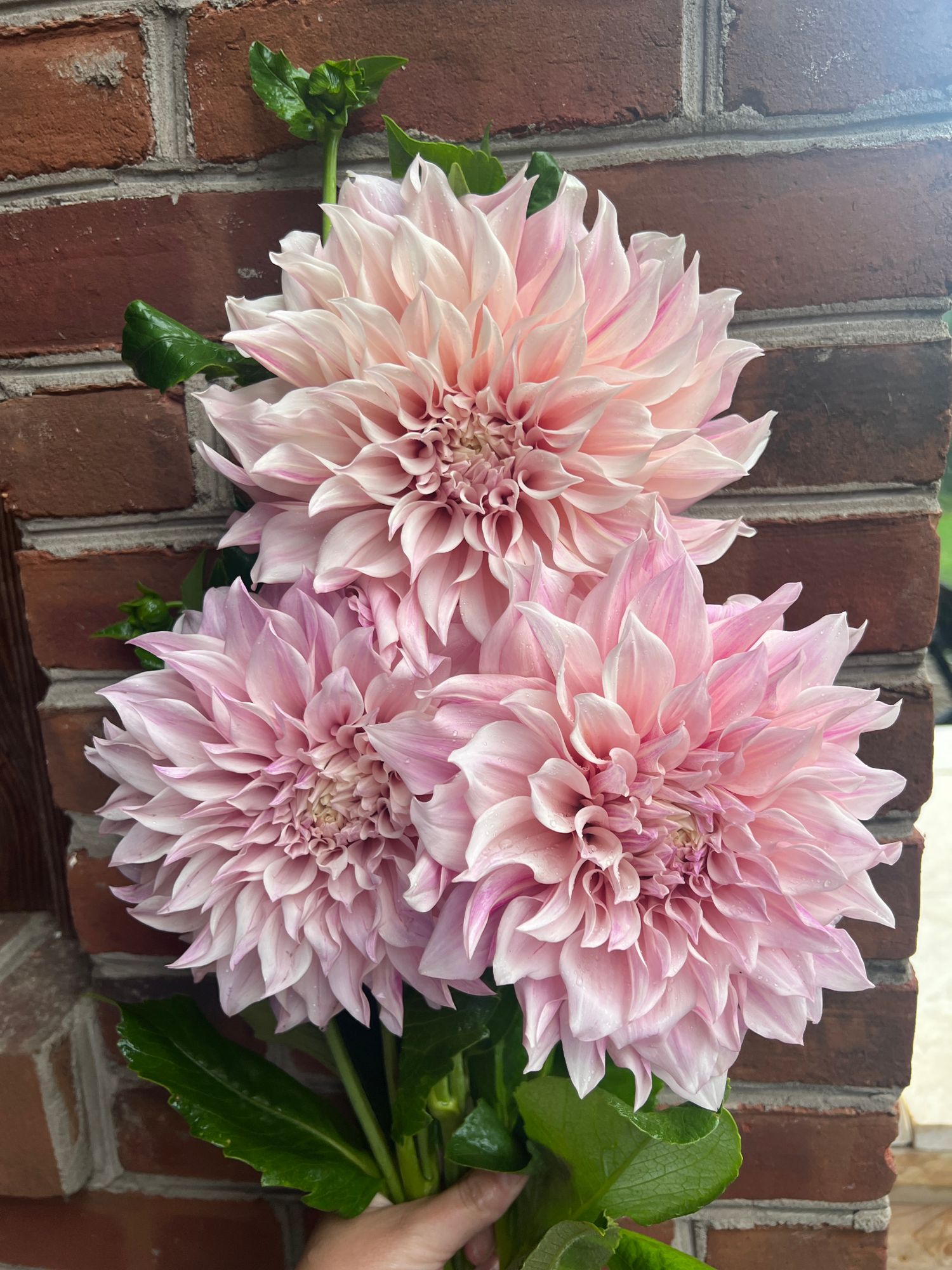 DAHLIA Cafe Au Lait