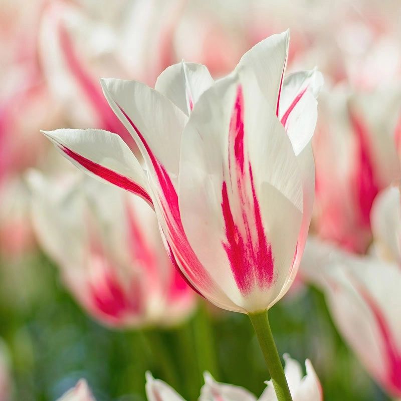 TULIPA Marilyn
