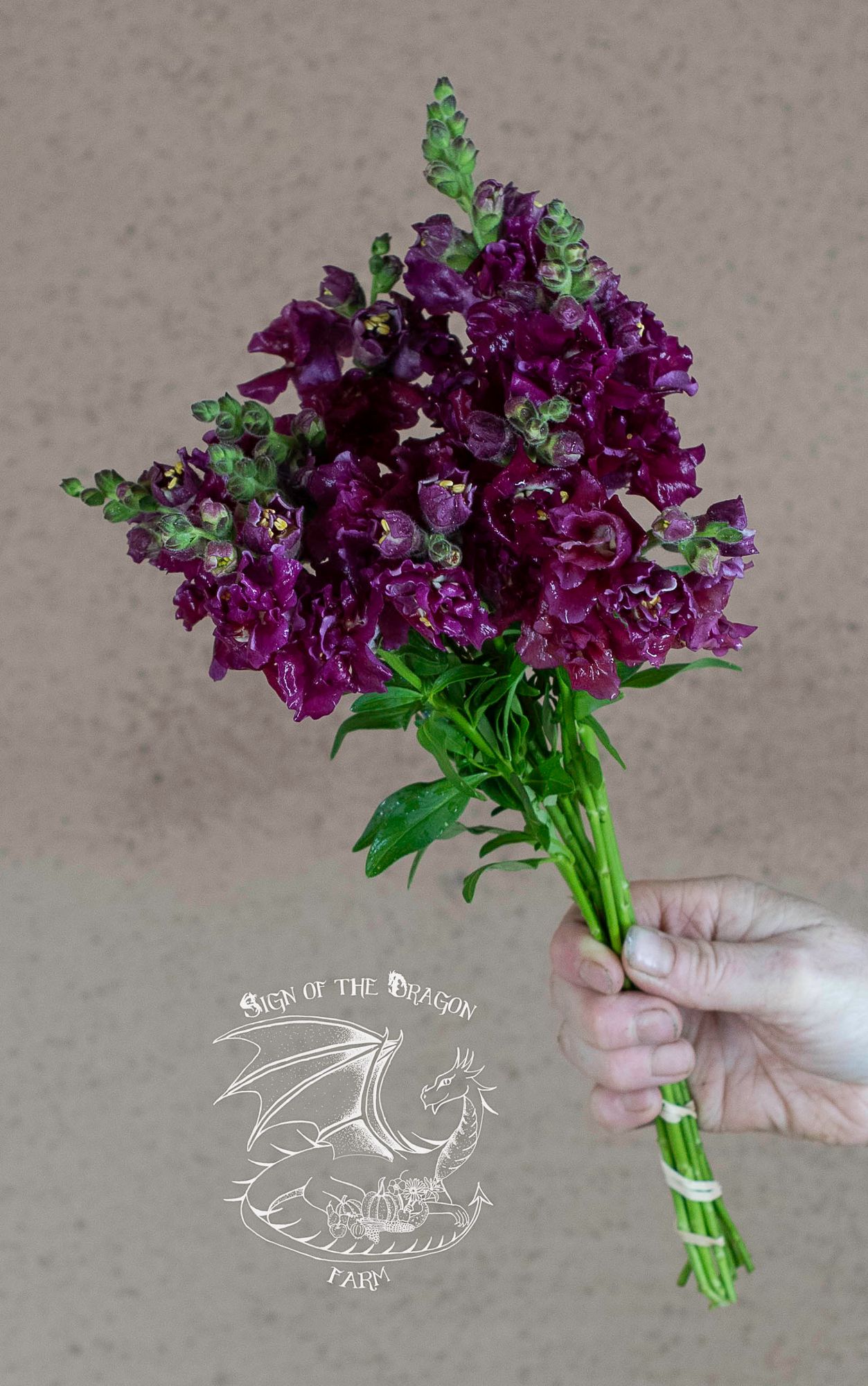 ANTIRRHINUM majus Madame Butterfly Red