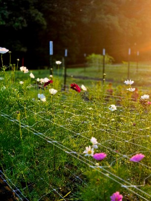 COSMOS bipinnatus Double Click