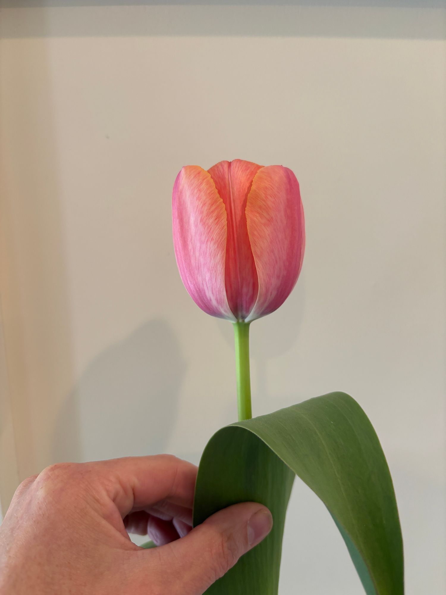 TULIPA Apricot Impression