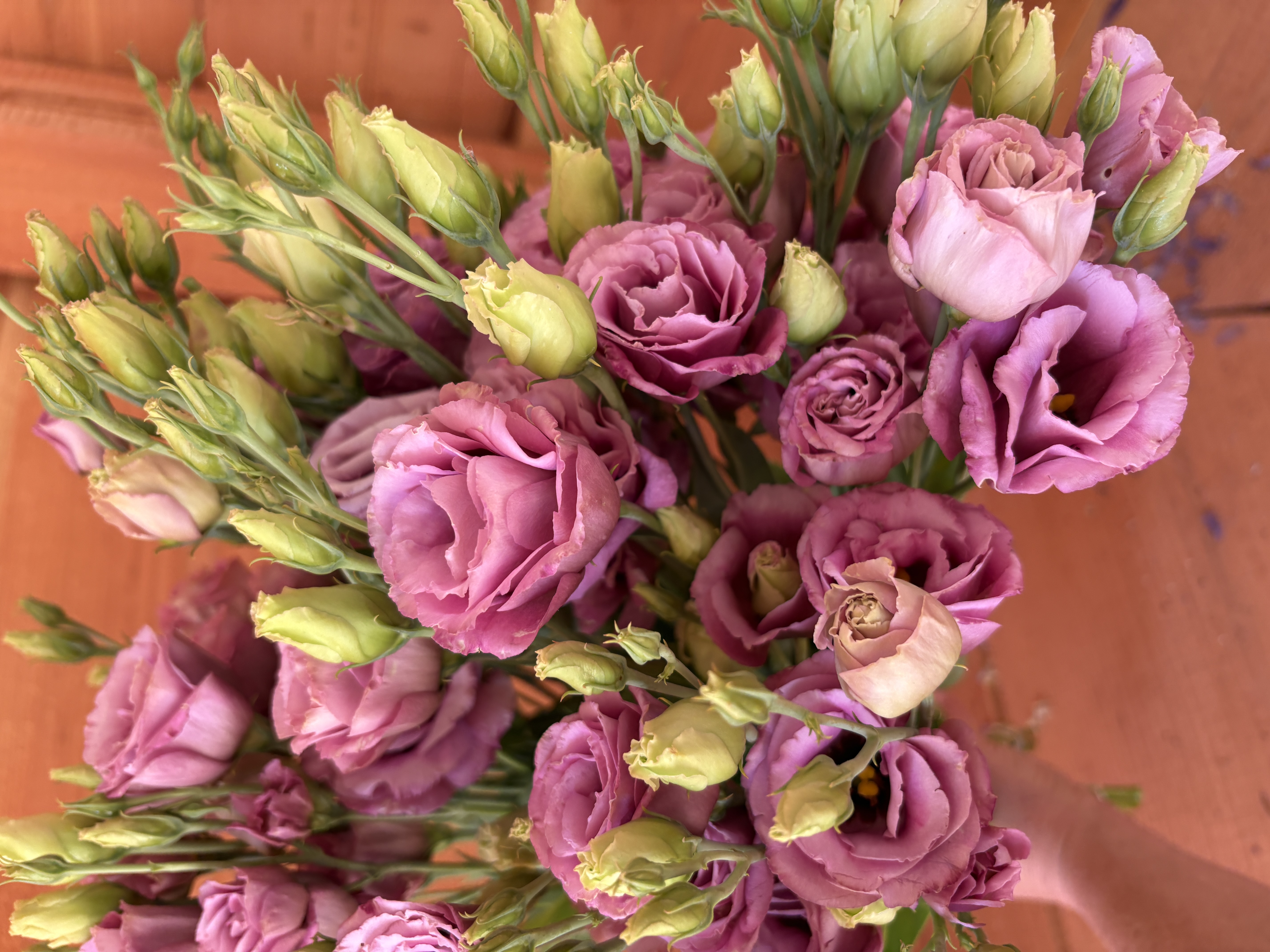 EUSTOMA grandiflorum Arosa 2 Wine
