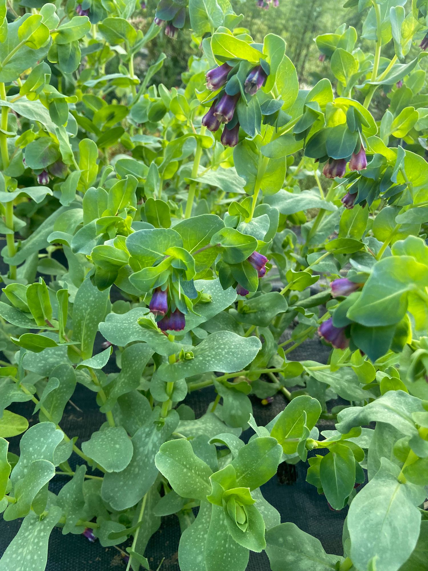 CERINTHE glabra