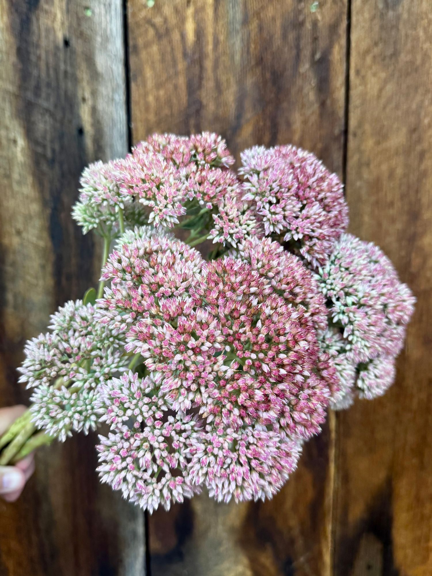 HYLOTELEPHIUM spectabile Autumn Joy