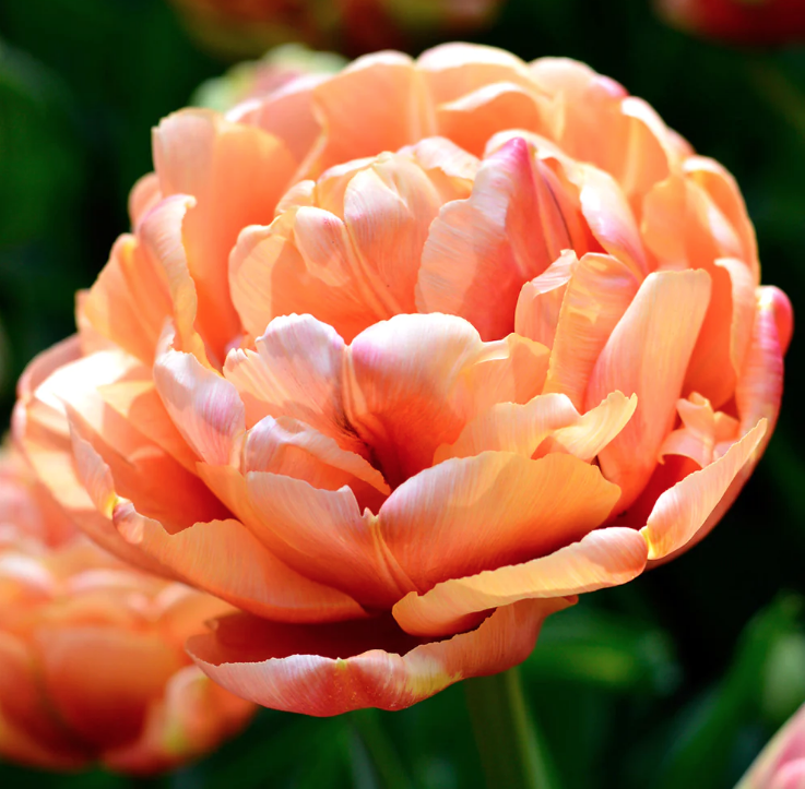TULIPA Copper Image