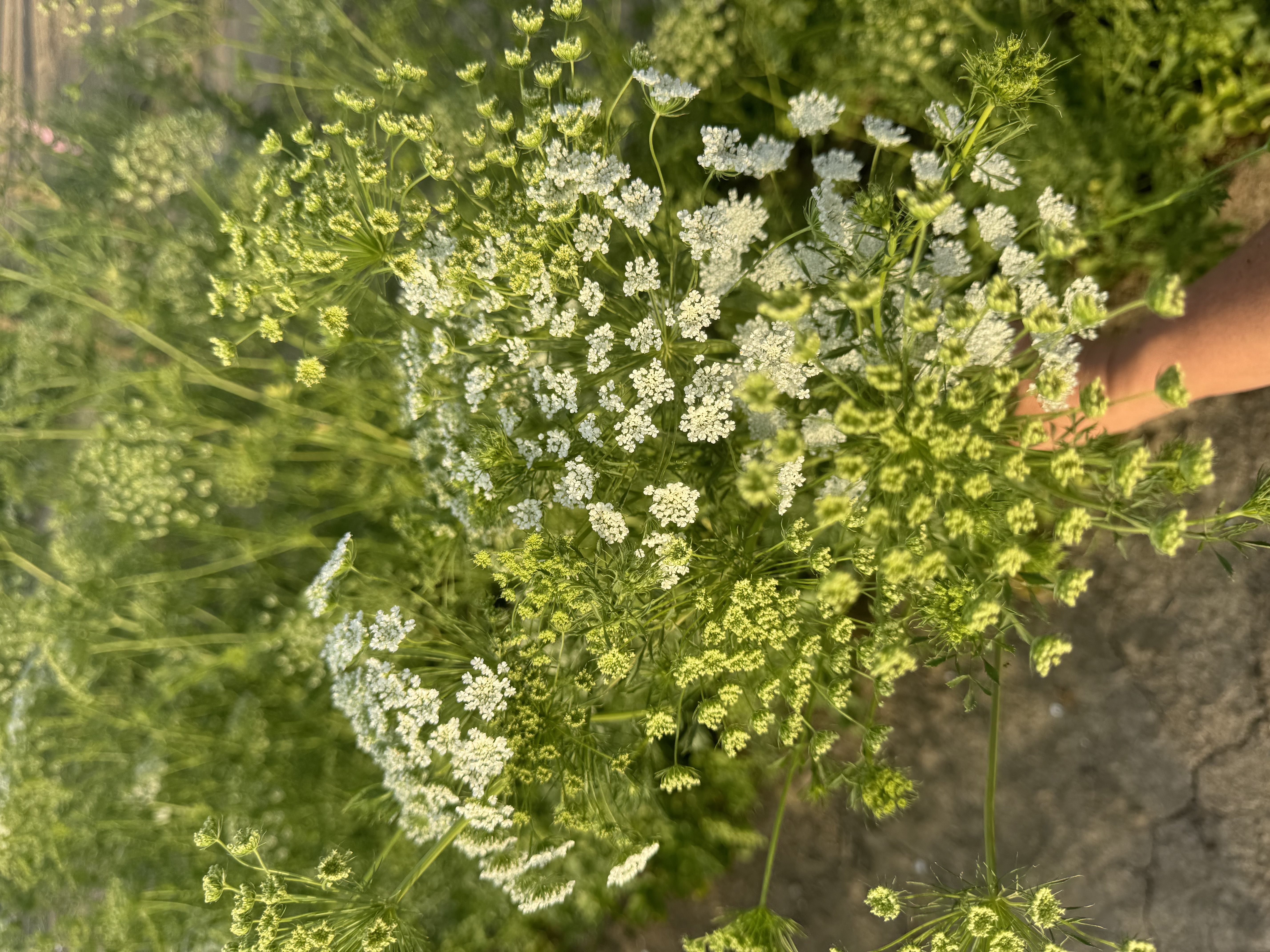 AMMI majus White Dill