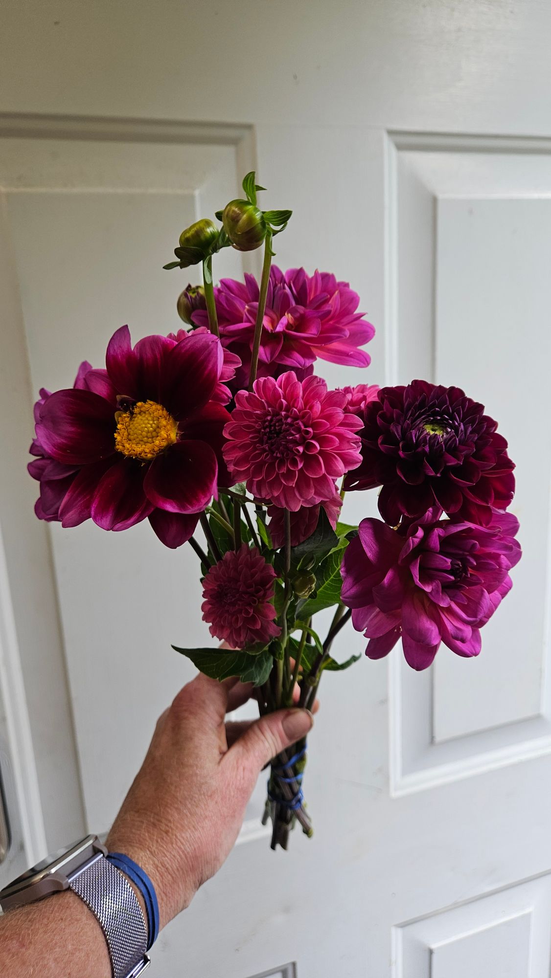 DAHLIA