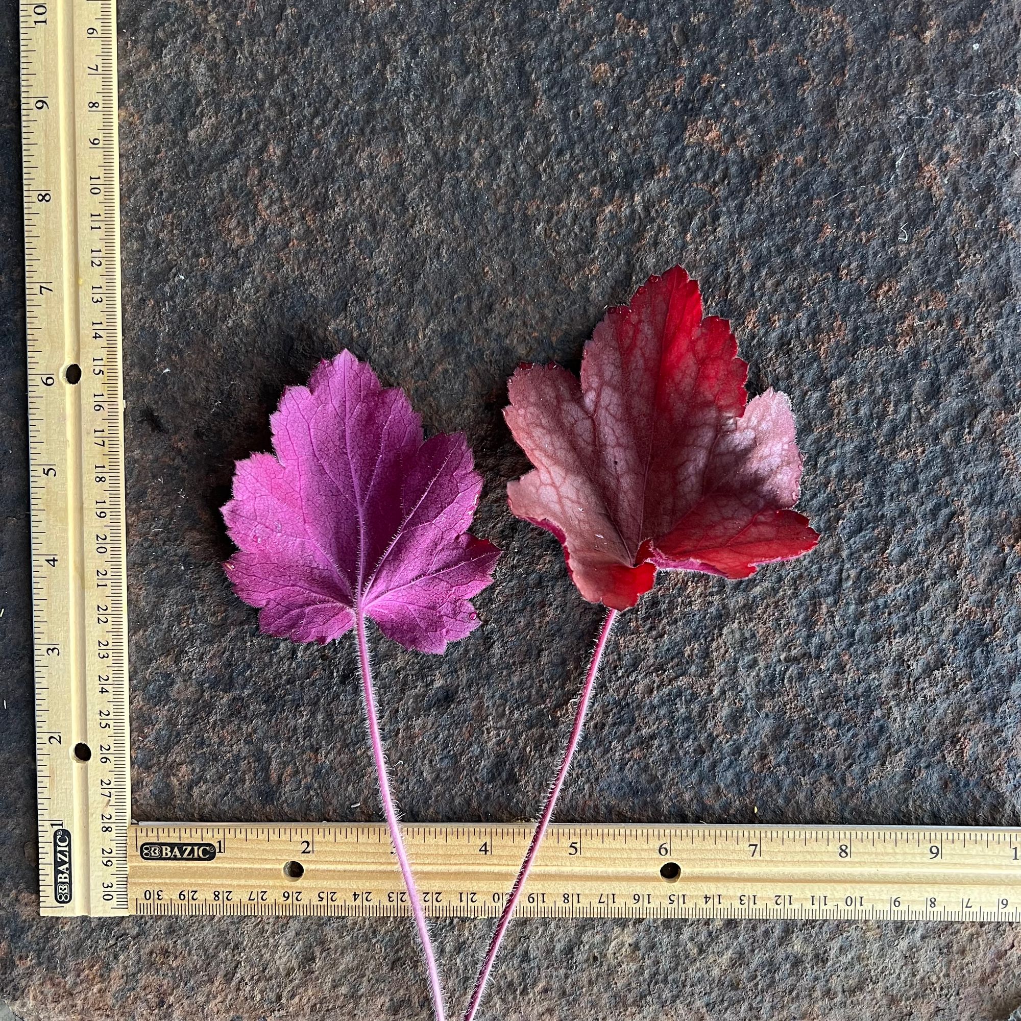 HEUCHERA americana