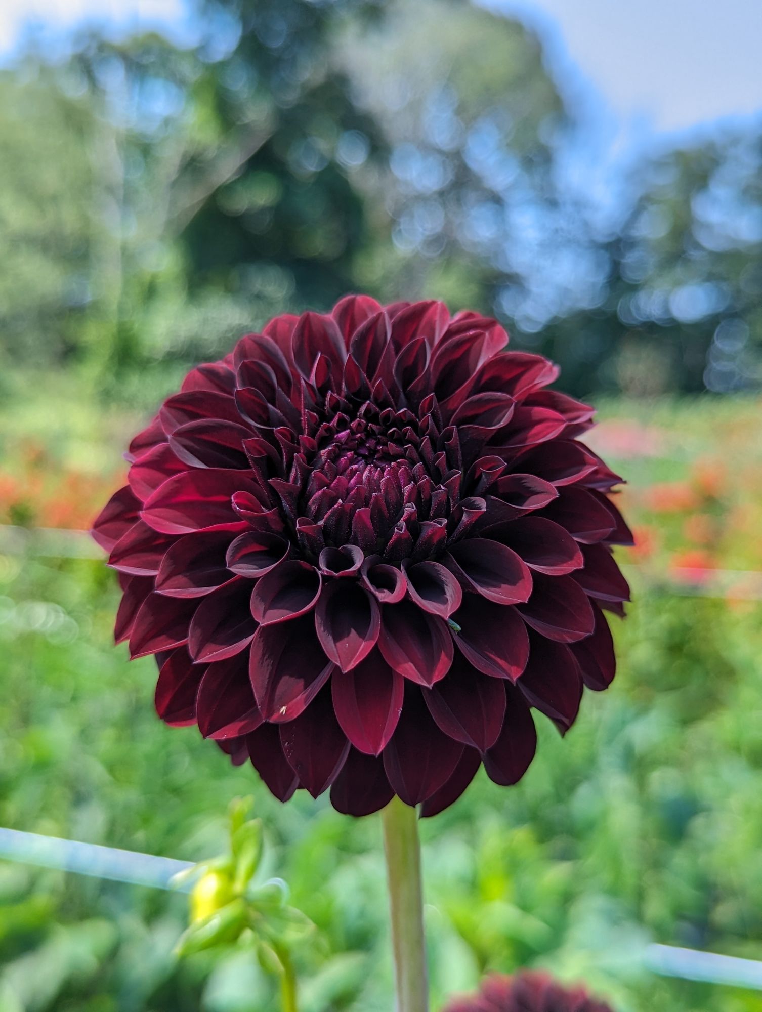 DAHLIA Ball