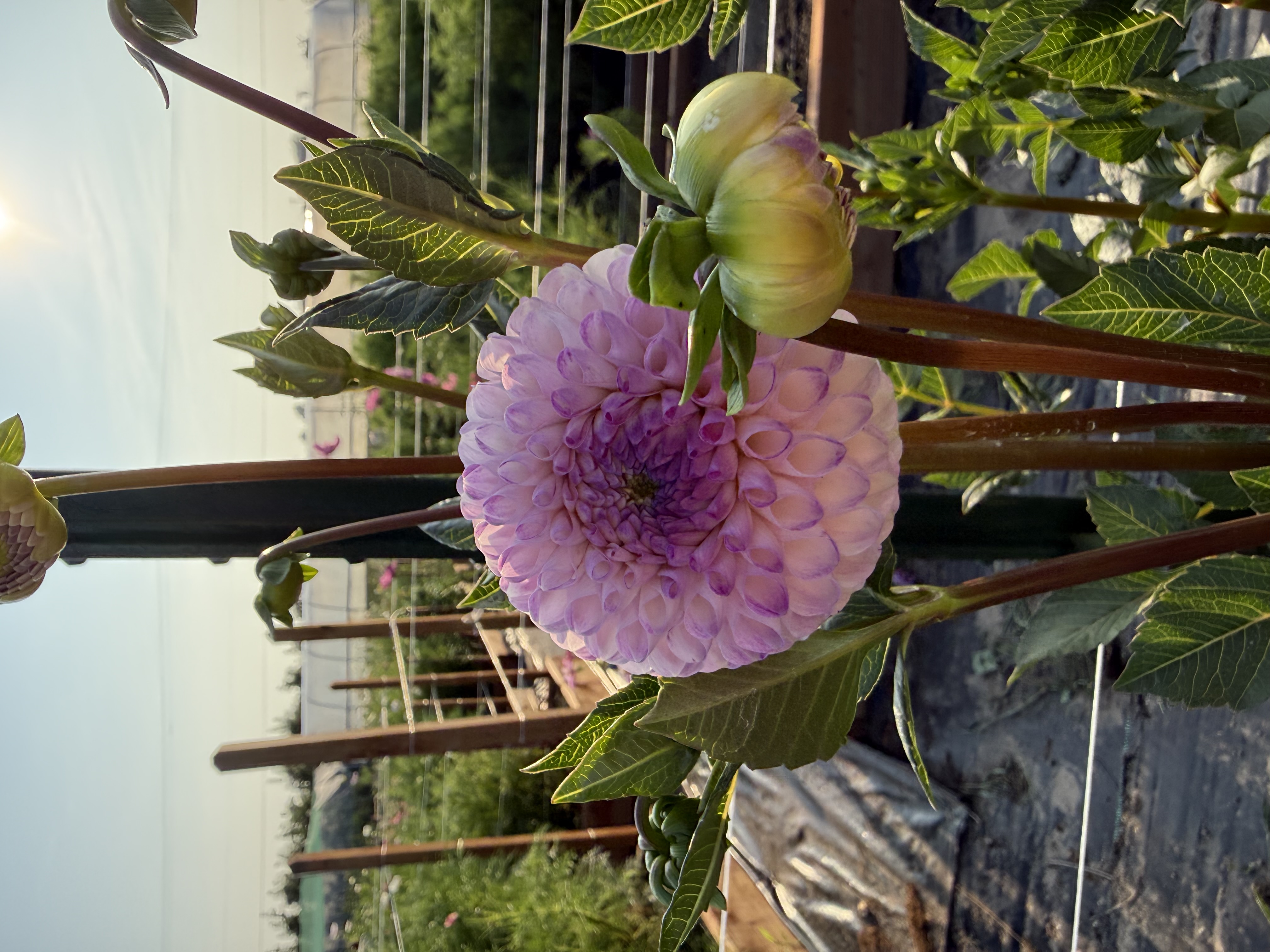DAHLIA Irish Candy