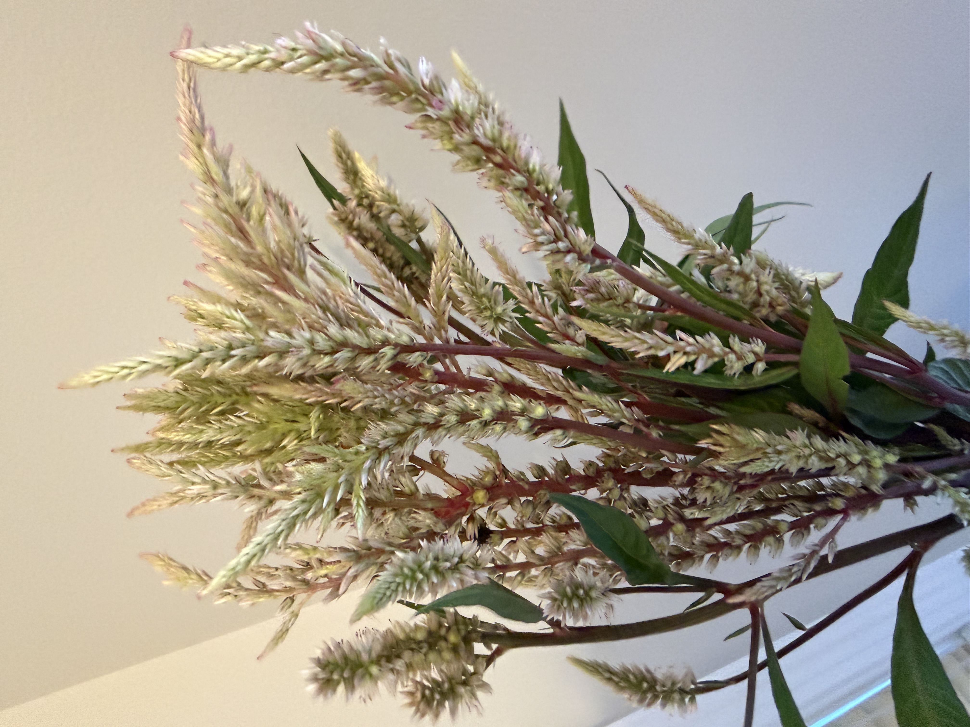 CELOSIA argentea