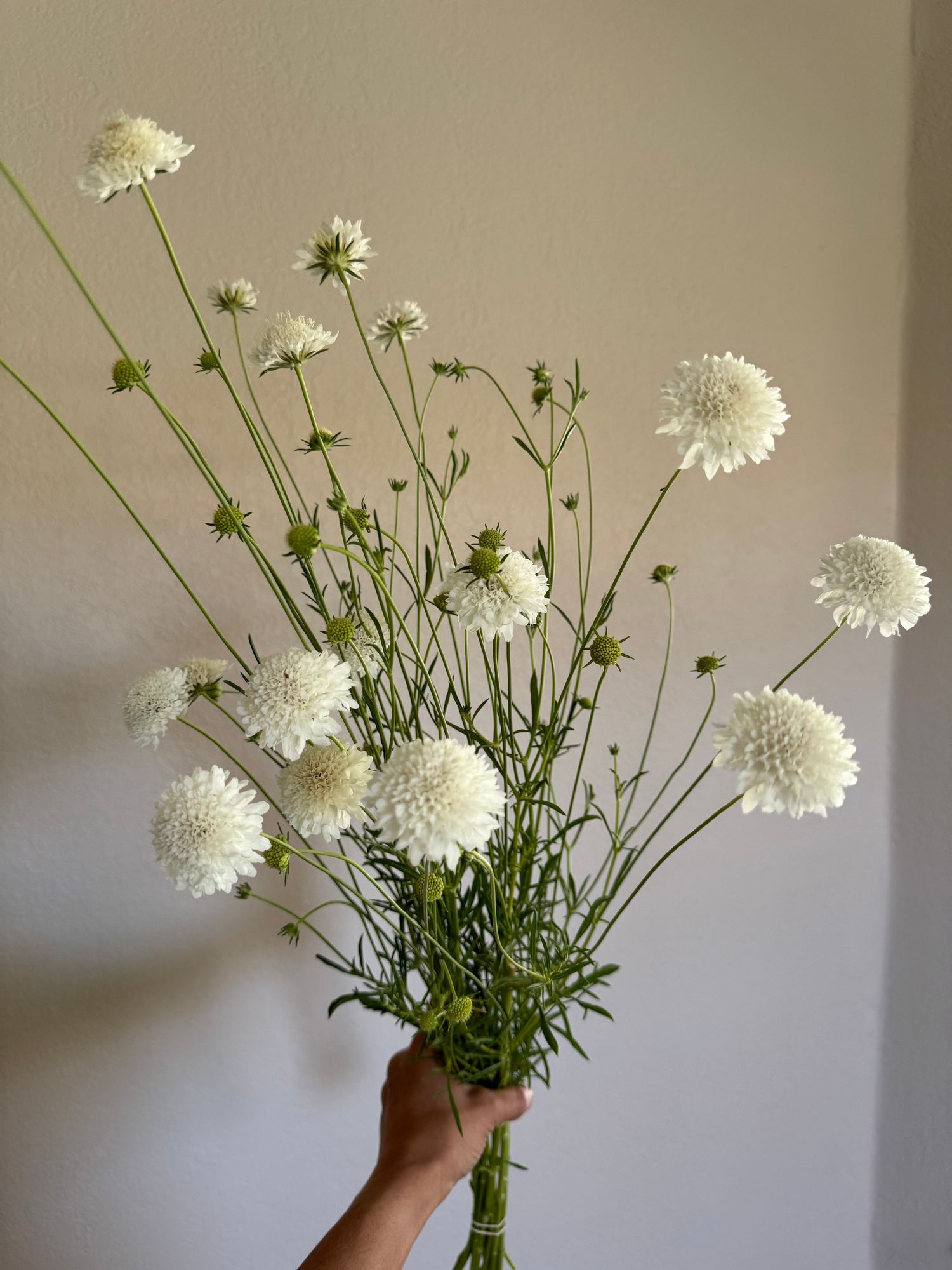 SCABIOSA atropurpurea Snowmaiden