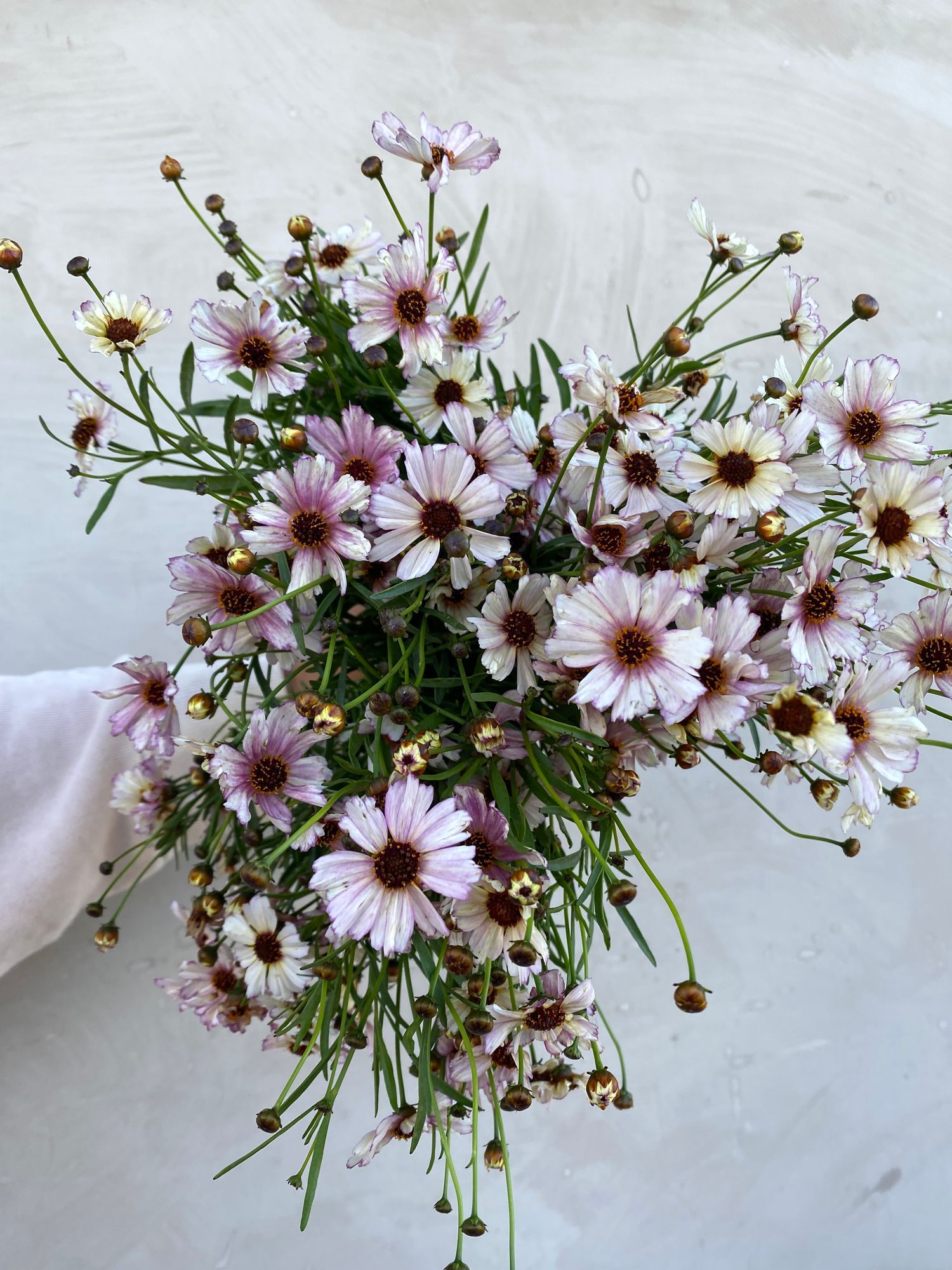 COREOPSIS verticillata Nova Opal