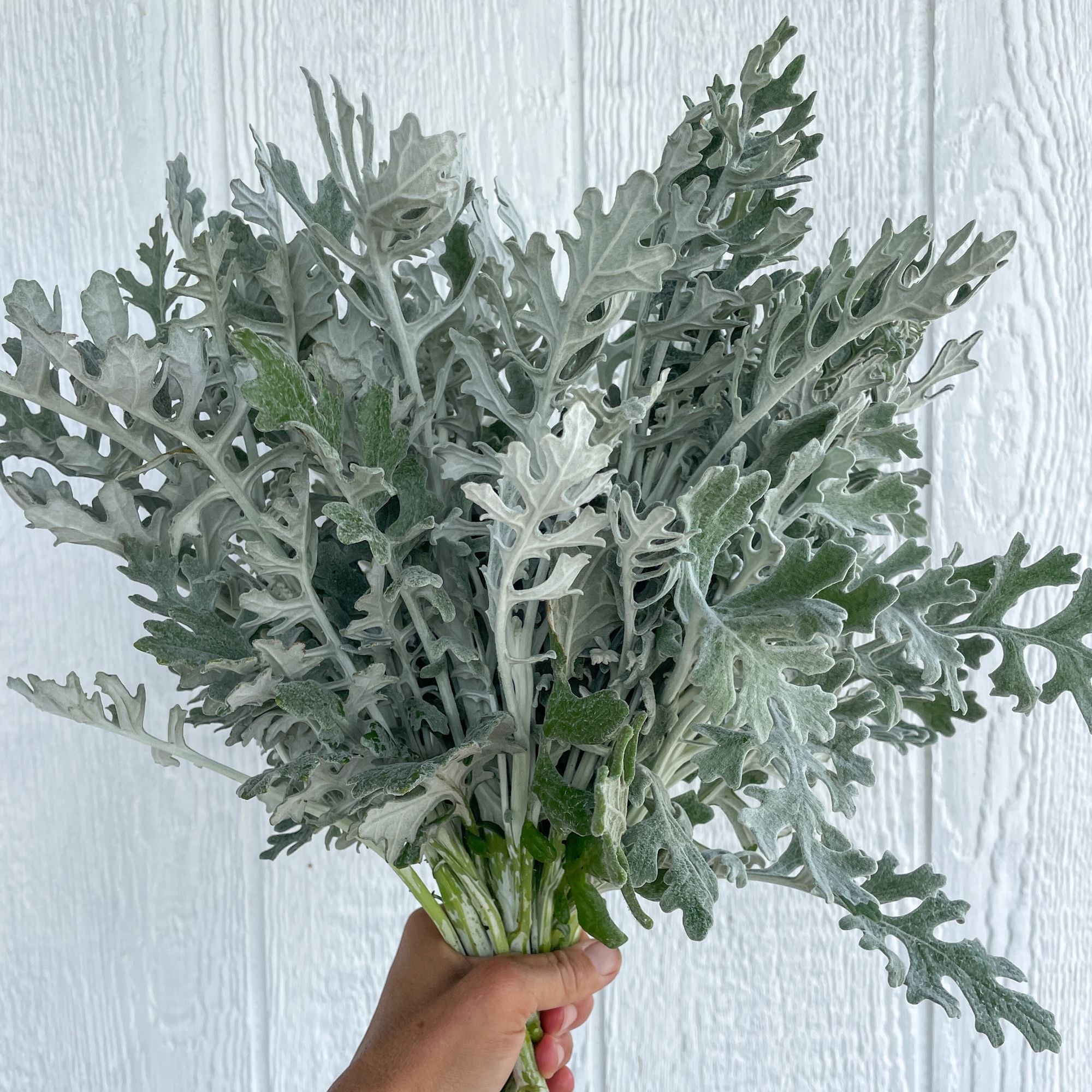 SENECIO cineraria New Look