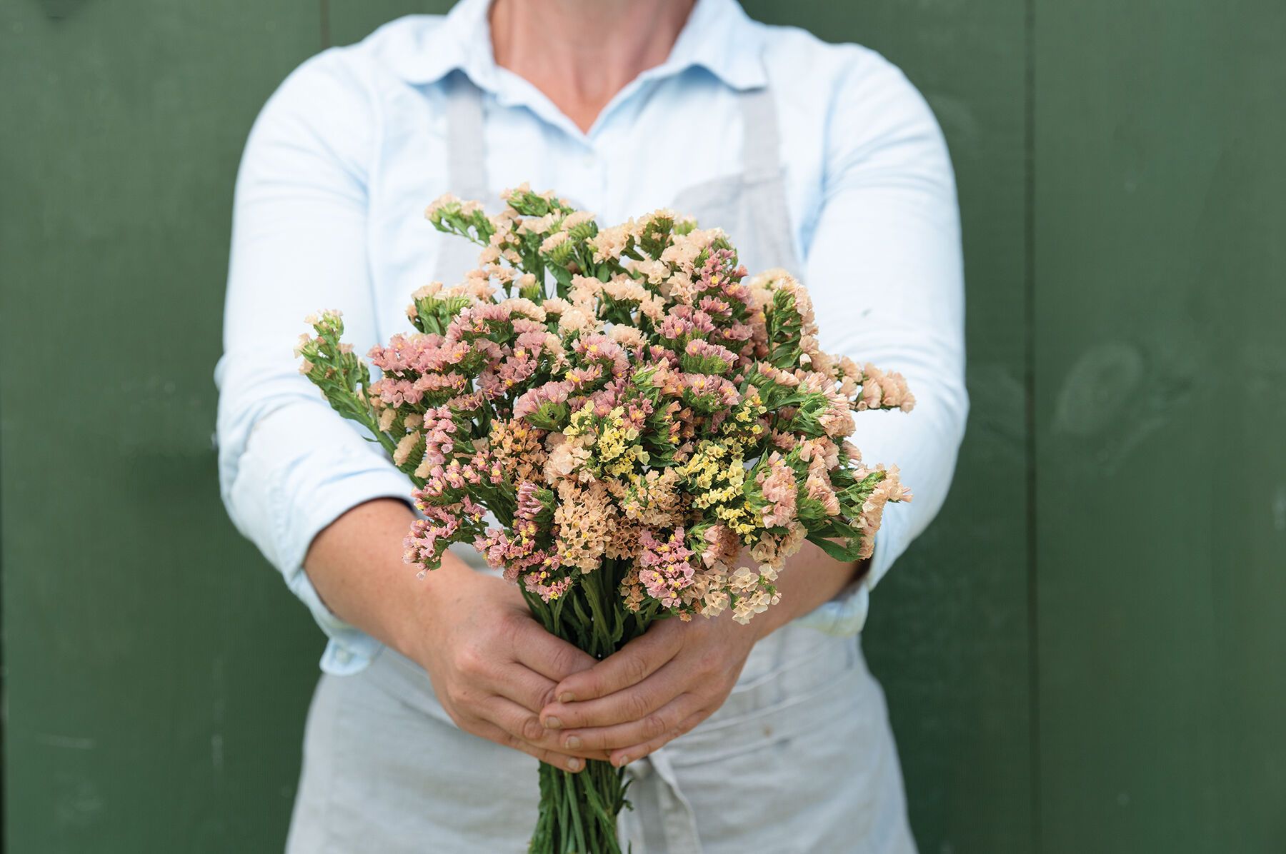 LIMONIUM sinuatum Apricot Beauty