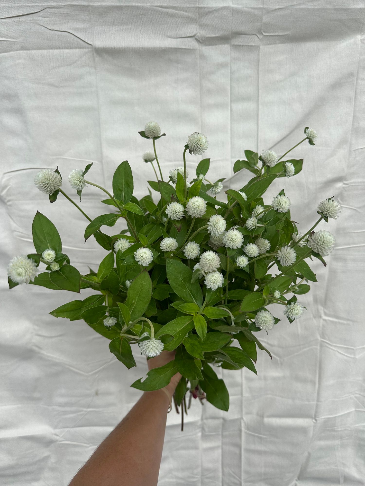 GOMPHRENA globosa Audray