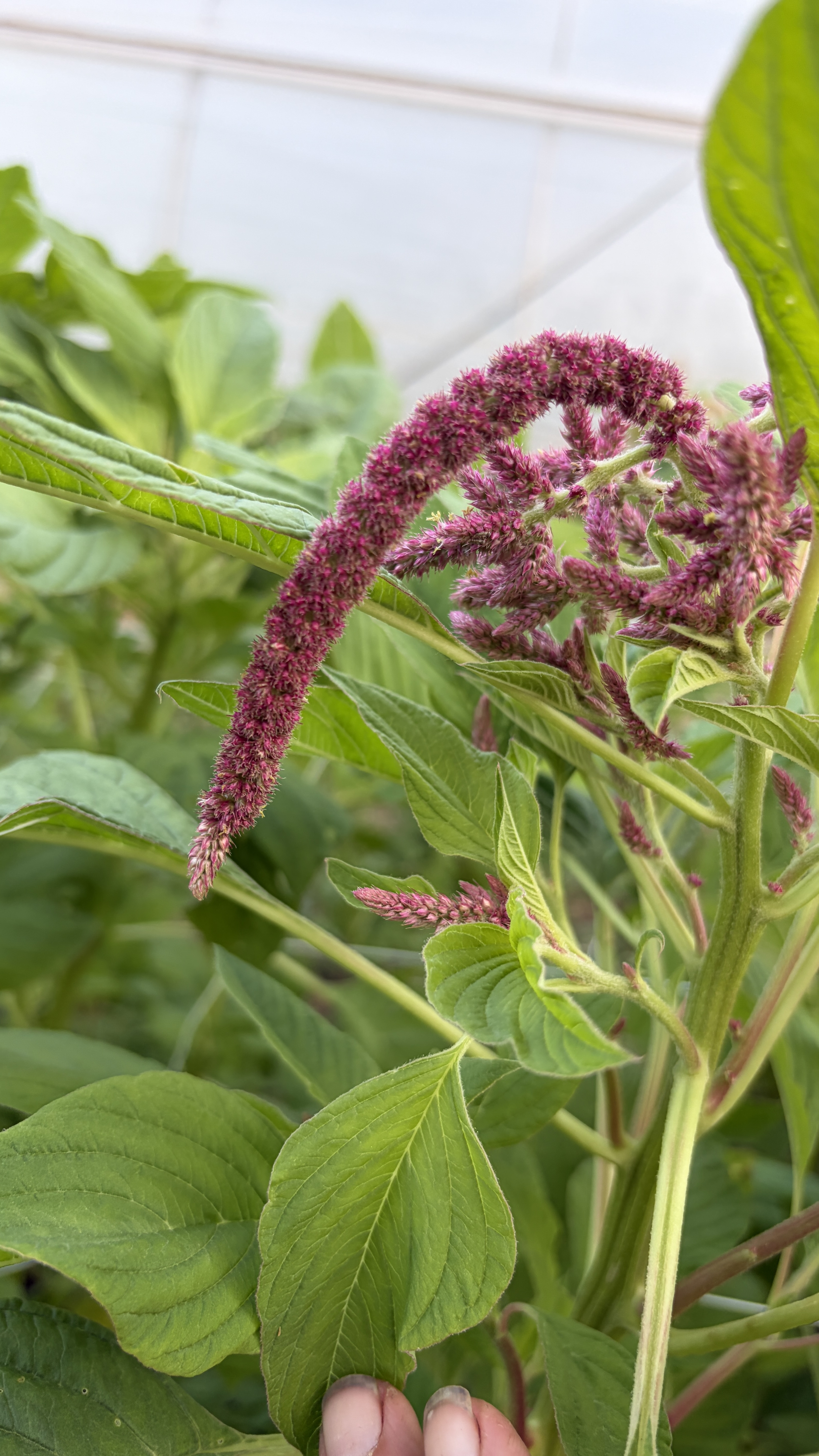AMARANTHUS caudatus Love-Lies-Bleeding
