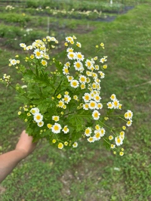 TANACETUM parthenium Magic Single