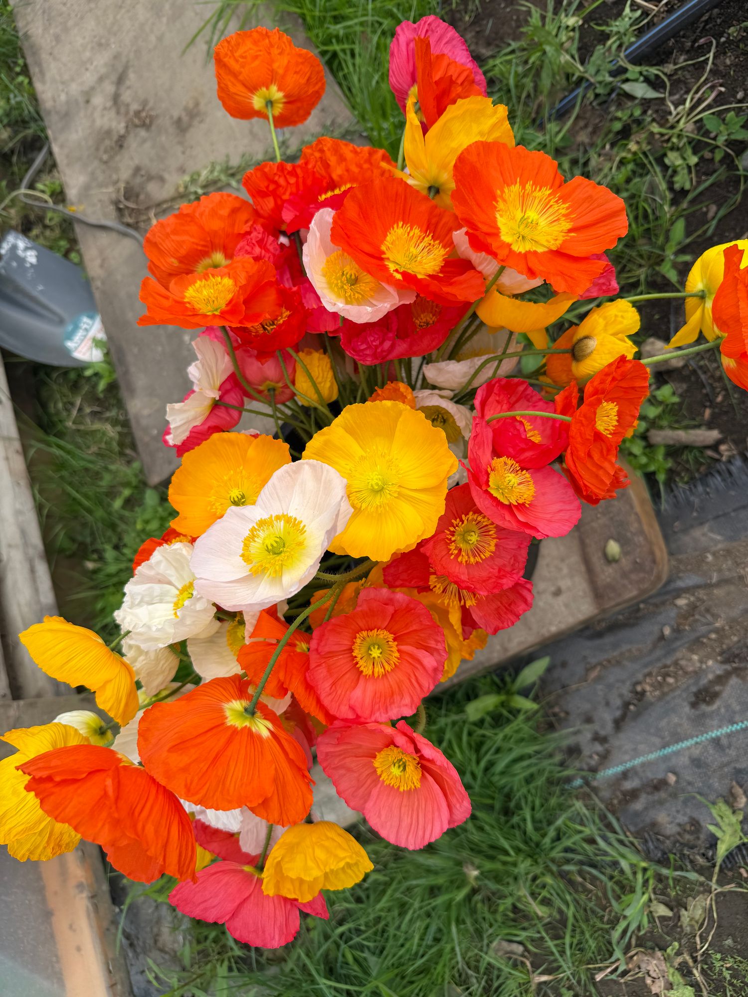 PAPAVER nudicaule Champagne Bubbles