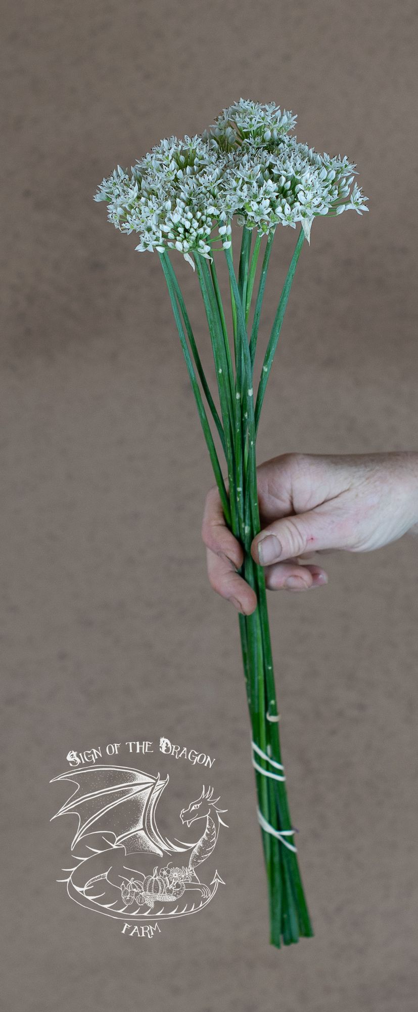 ALLIUM tuberosum