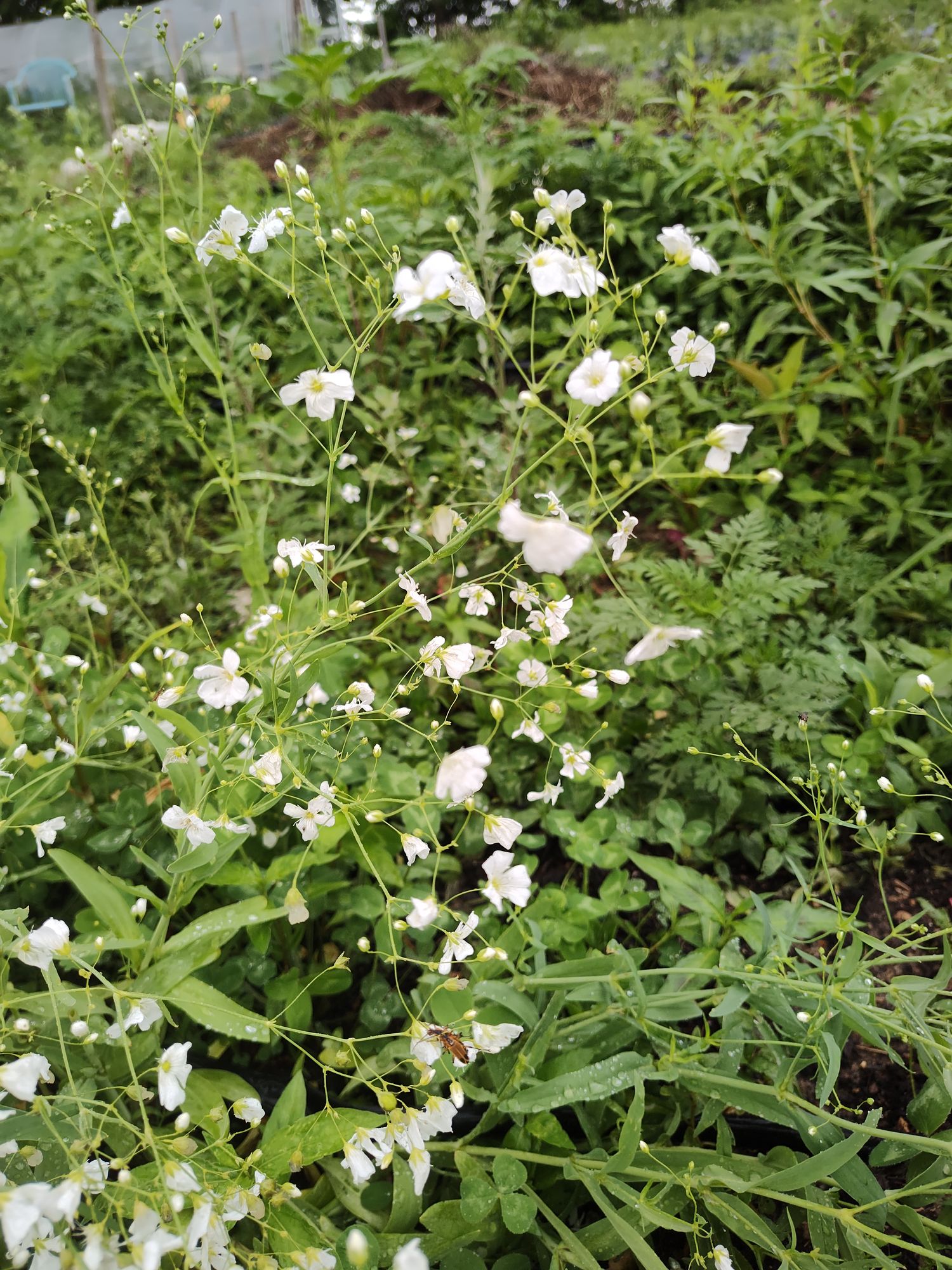 GYPSOPHILA elegans Covent Garden Market