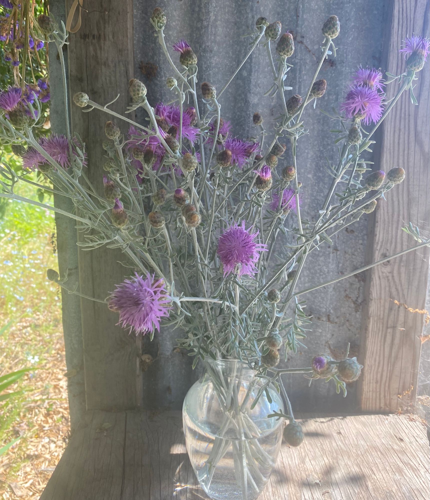 CENTAUREA cineraria