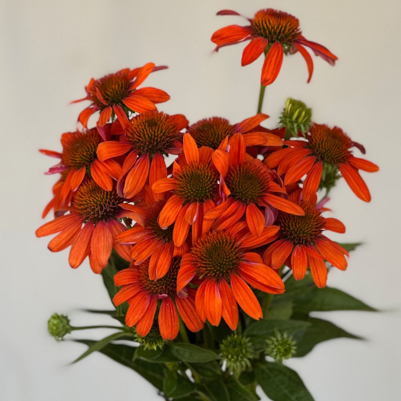 ECHINACEA purpurea