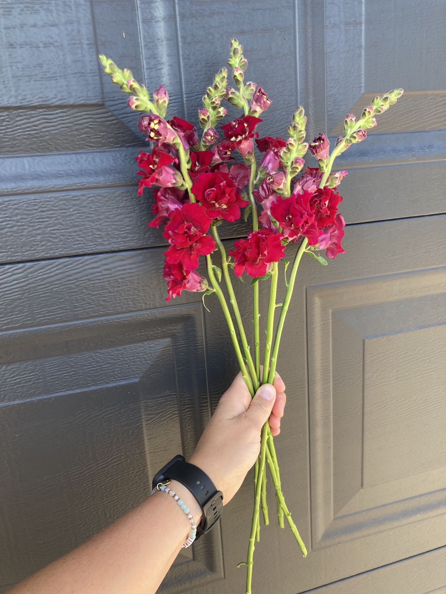 ANTIRRHINUM majus Madame Butterfly Red