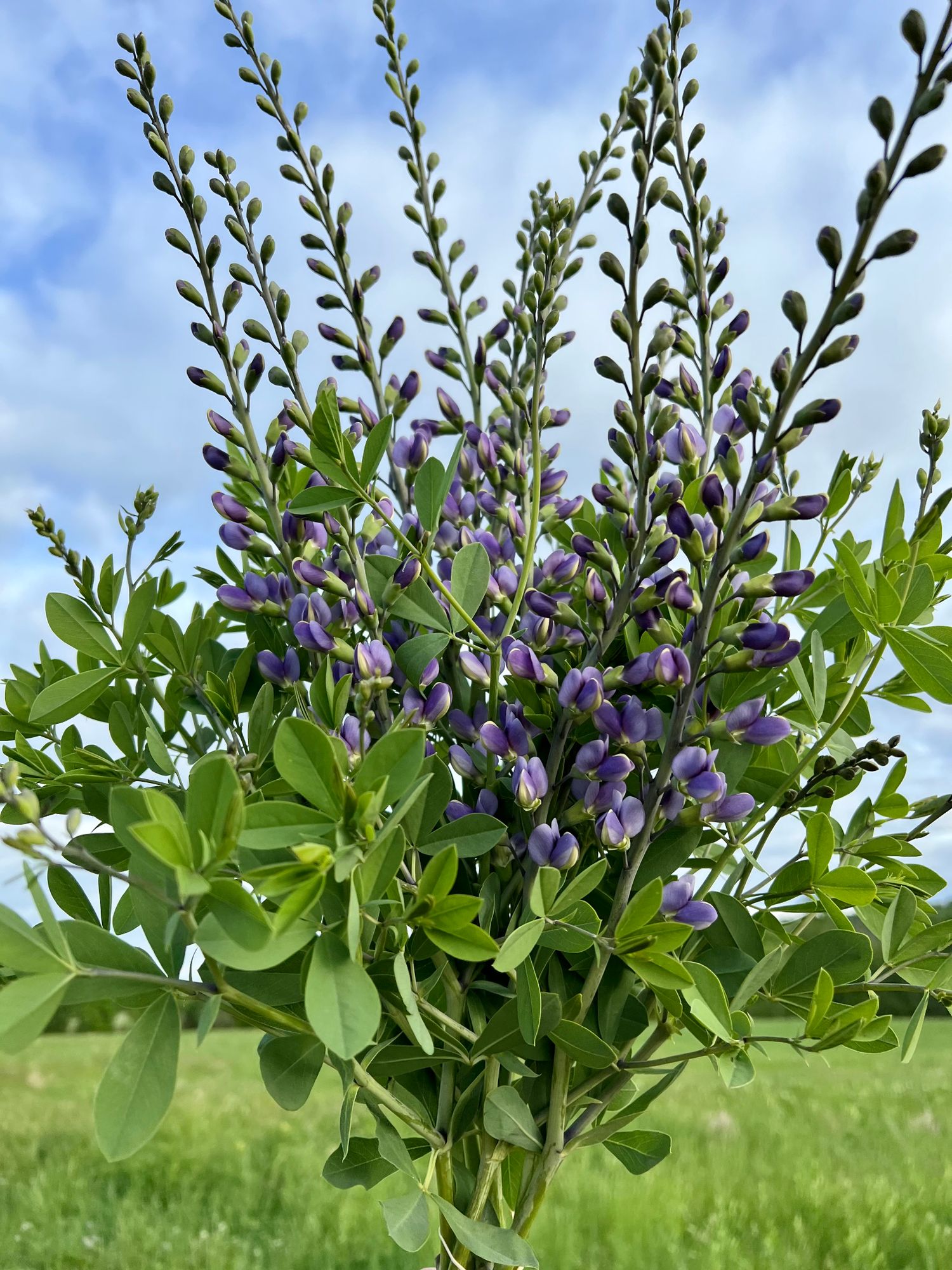 BAPTISIA australis