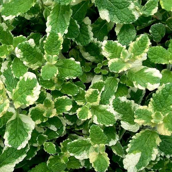 MENTHA suaveolens Varigata