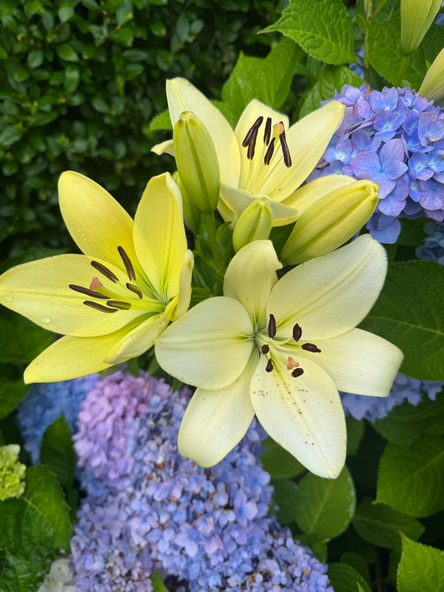 LILIUM x hybrid
