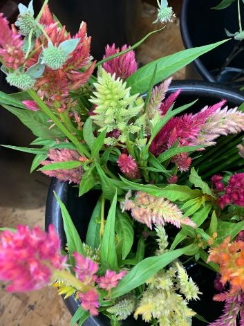 CELOSIA argentea var. plumosa Pampas Plume